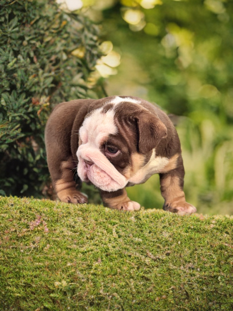 animales y mascotas - bulldog inglés cachorro  2