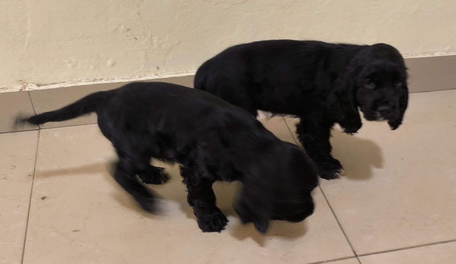 animales y mascotas - cocker Spaniel Bien lindos Machos  6