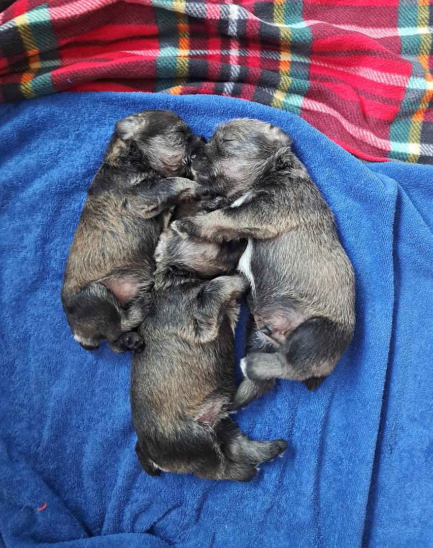 animales y mascotas - Cachorros Schnauzer, Machos y Hembras
Raza Pura 0