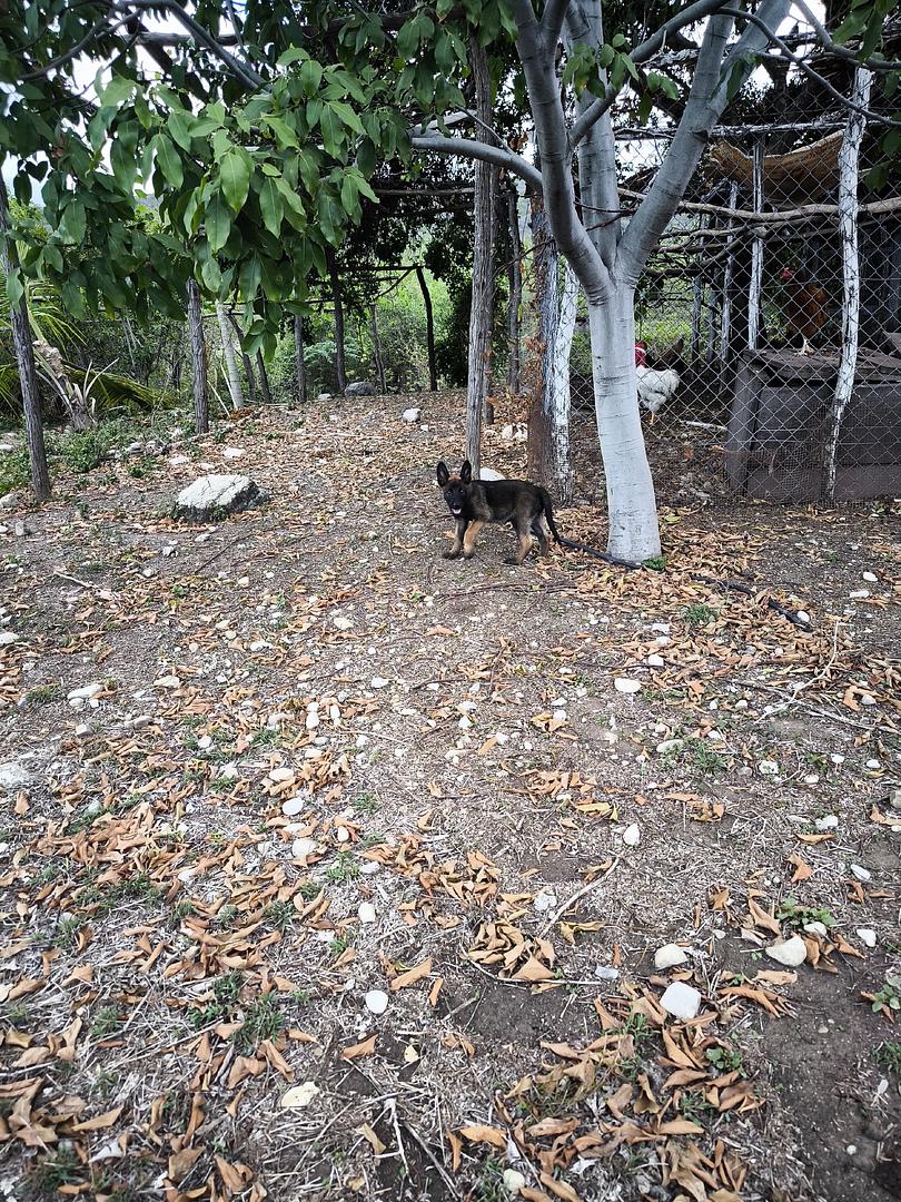 animales y mascotas - pastor belga malinois  3
