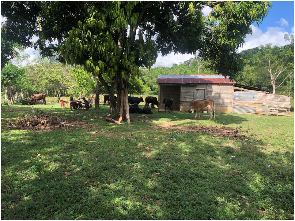 solares y terrenos - SUPER OFERTA DE FINCA EN YAMASA, 253 TAREAS, REBAJ 2