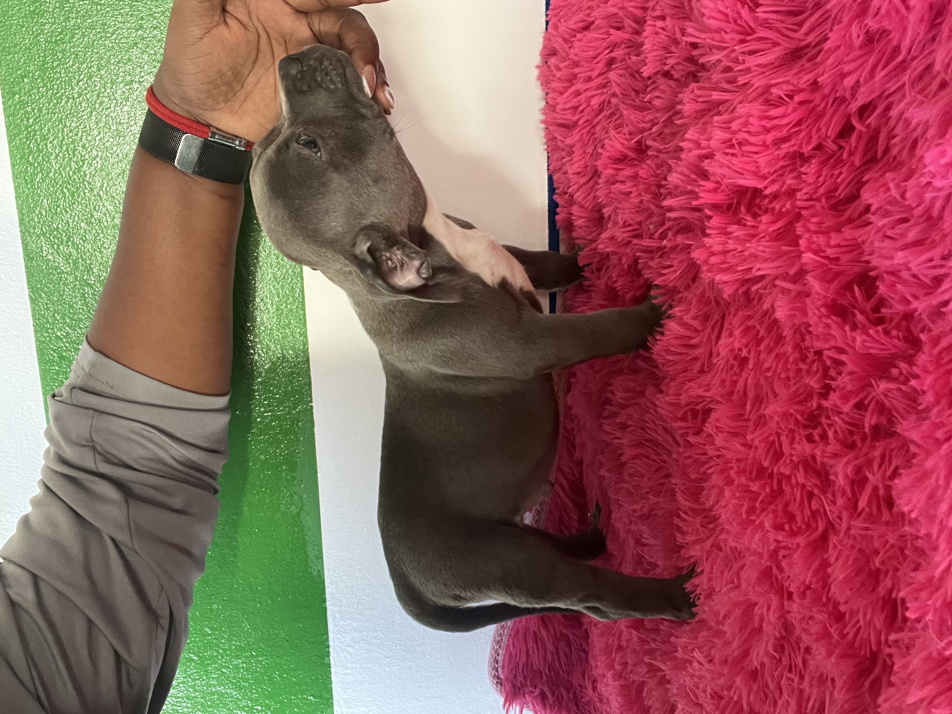 herramientas, jardines y exterior - Perro pit bully  3