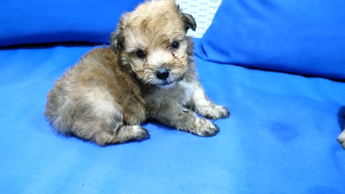 animales y mascotas - Cachorritos tiernos para tu hogar🐶❤️ 1