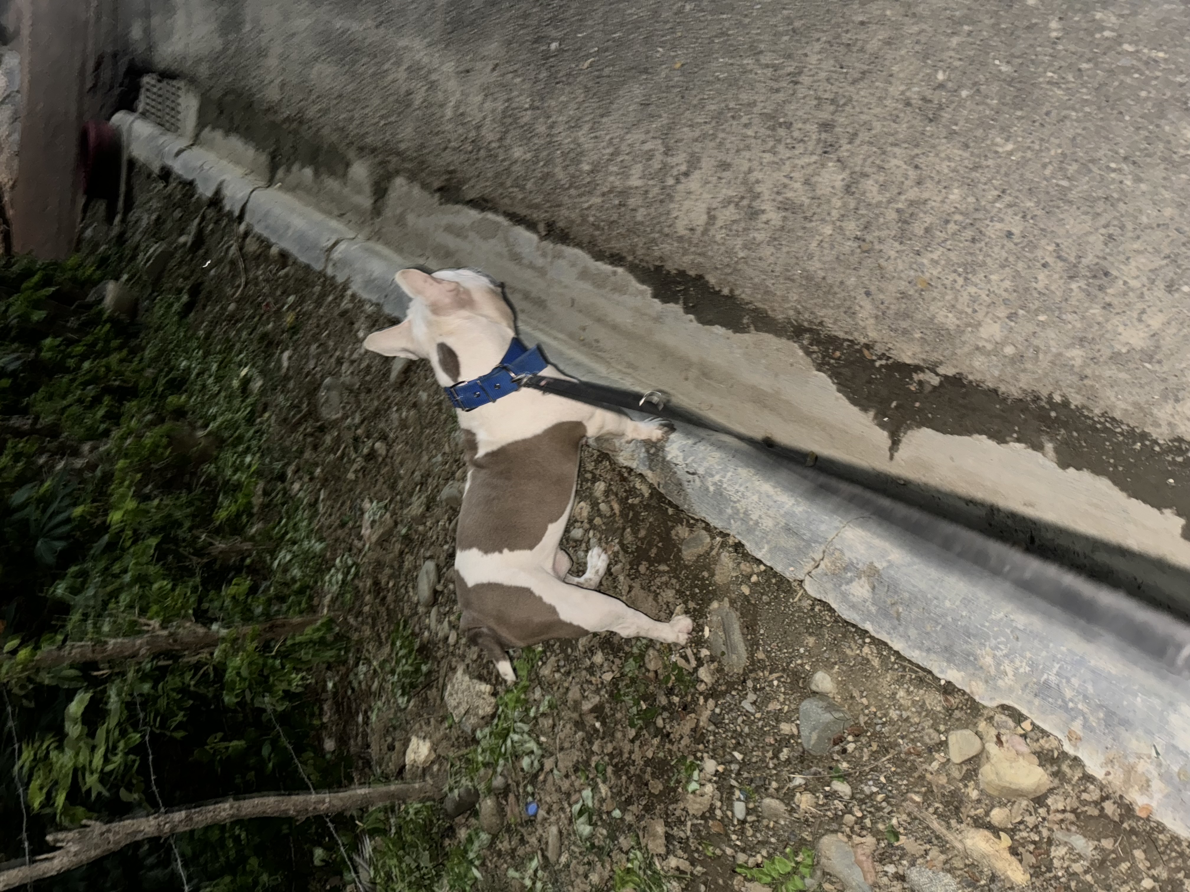 animales y mascotas - American Bully Macho busca Hembra  1