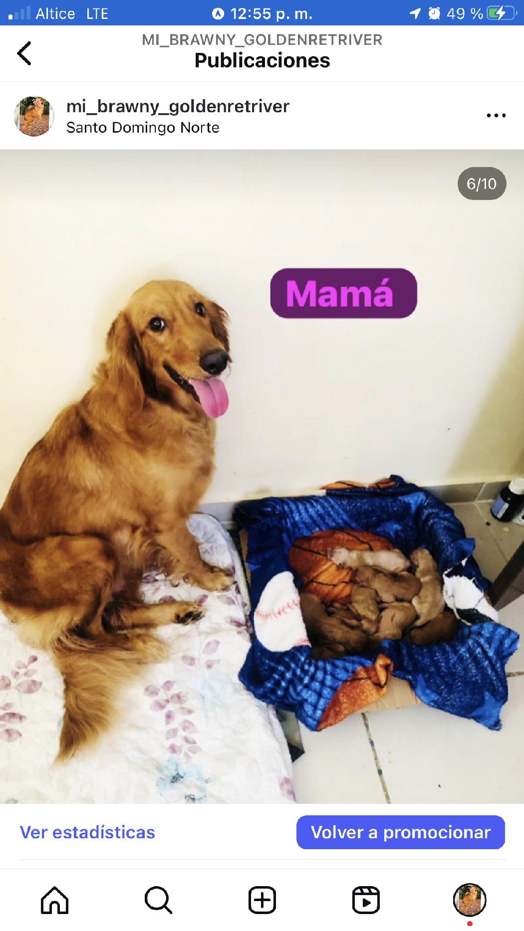 animales y mascotas - Golden Retriver Raza Pura 21 mil  2