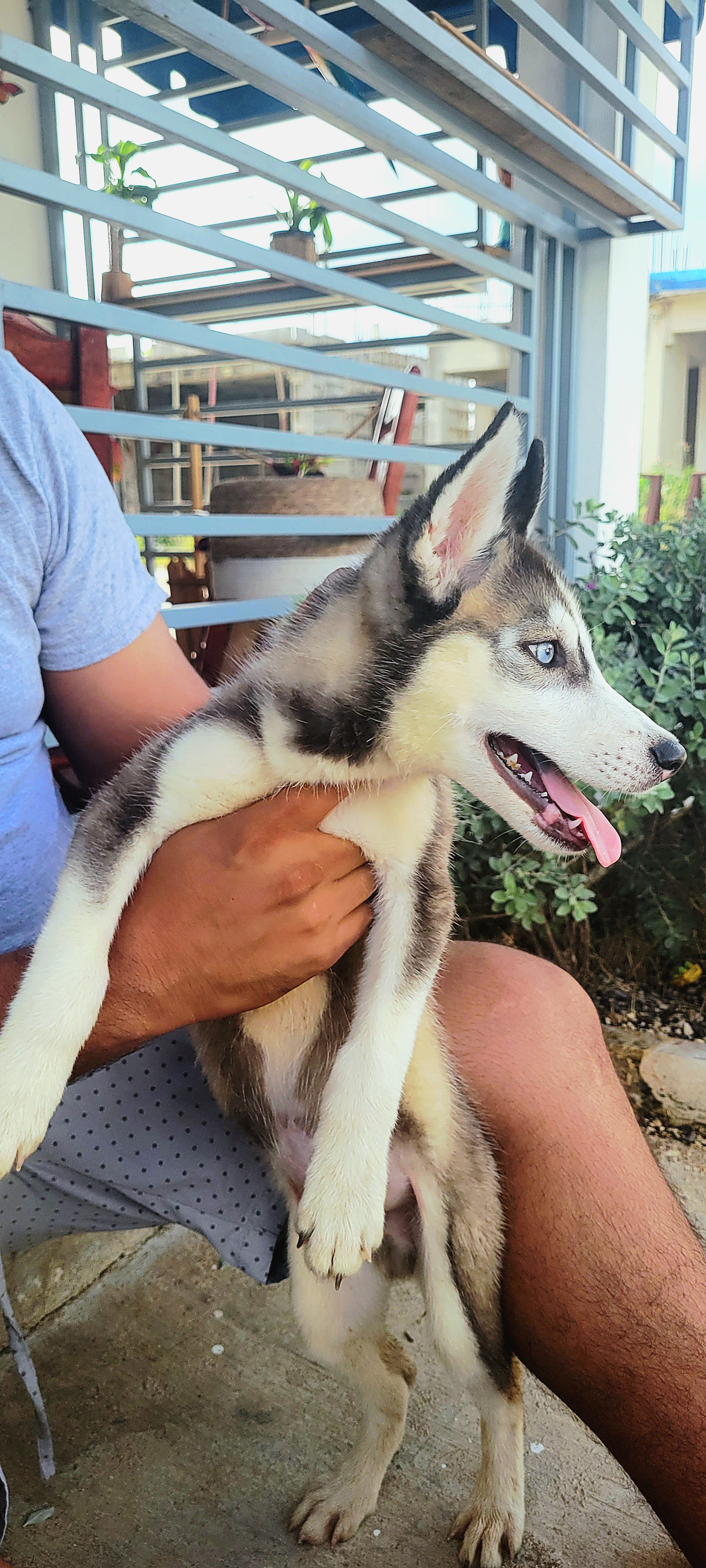 animales y mascotas - Husky Siveriano 1