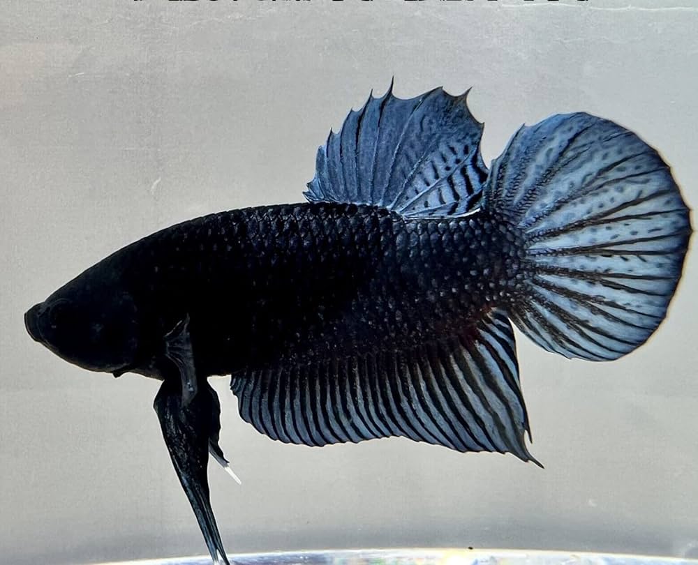 animales y mascotas - peces betas  3
