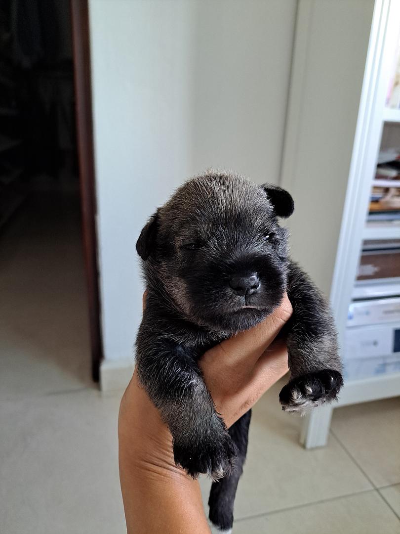 animales y mascotas - Cachorros Schnauzer, Machos y Hembras
Raza Pura 1