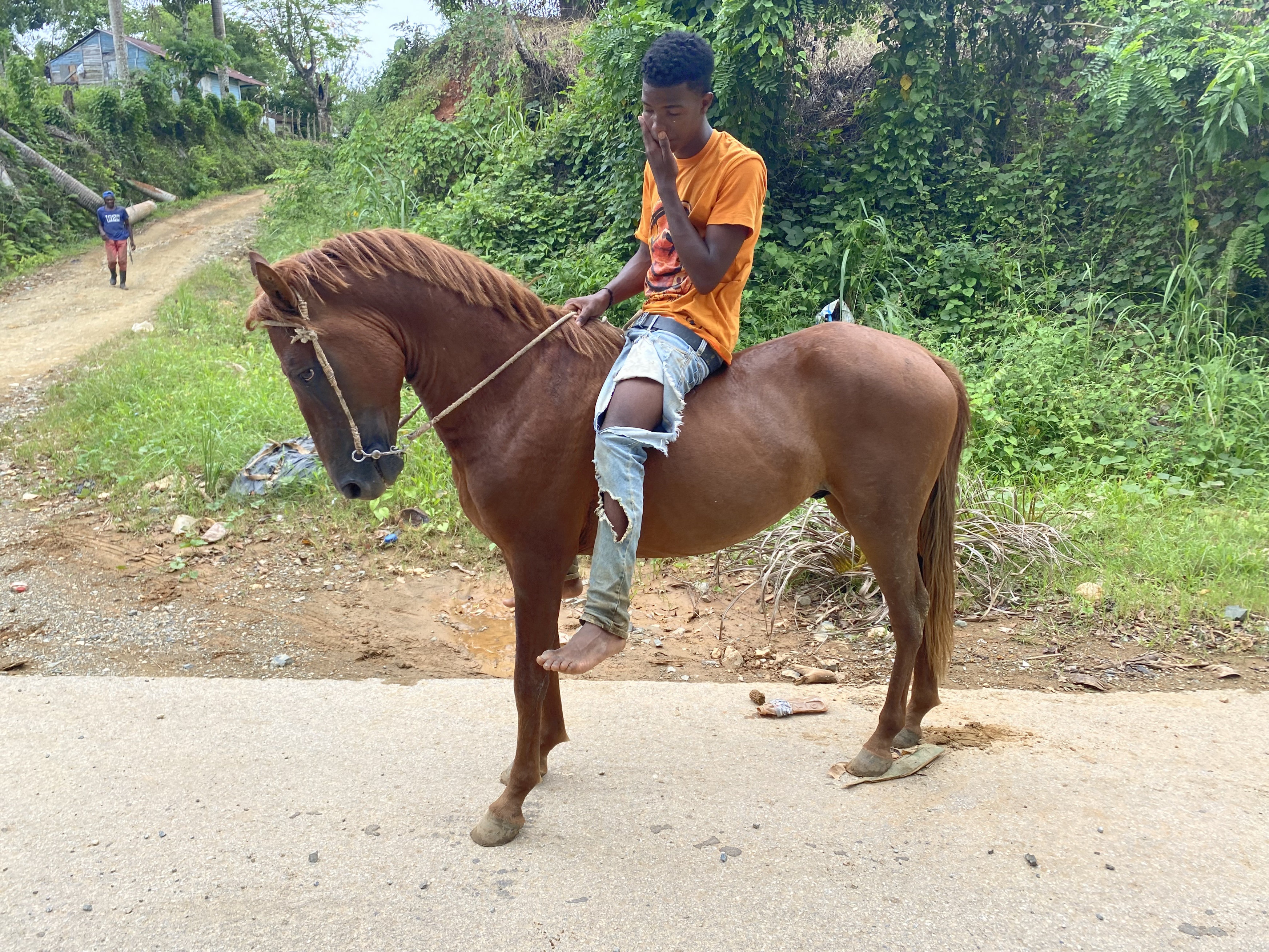 animales y mascotas - caballo  7
