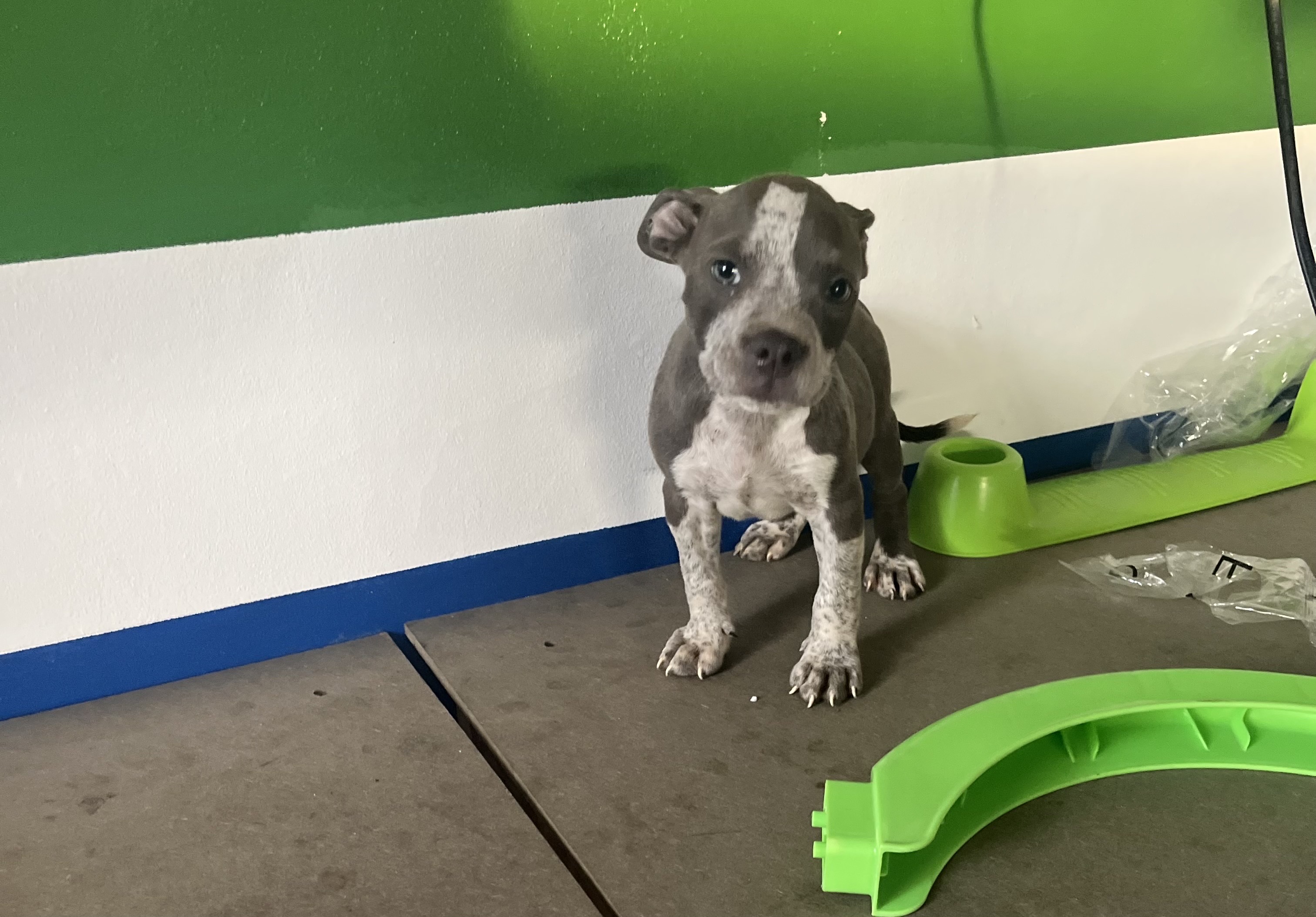 herramientas, jardines y exterior - Perro pit bully  4