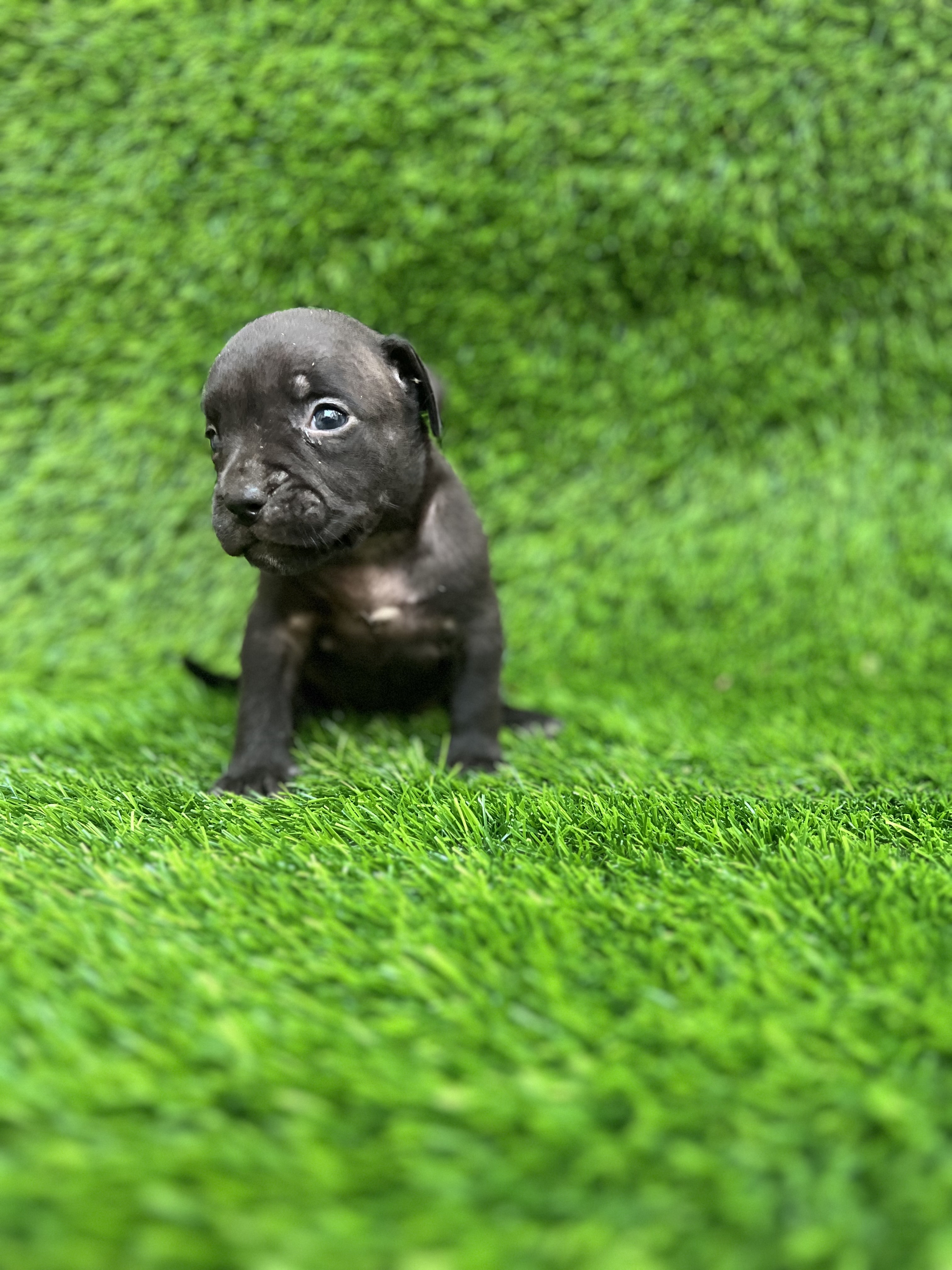 animales y mascotas - cachorros American bully 
