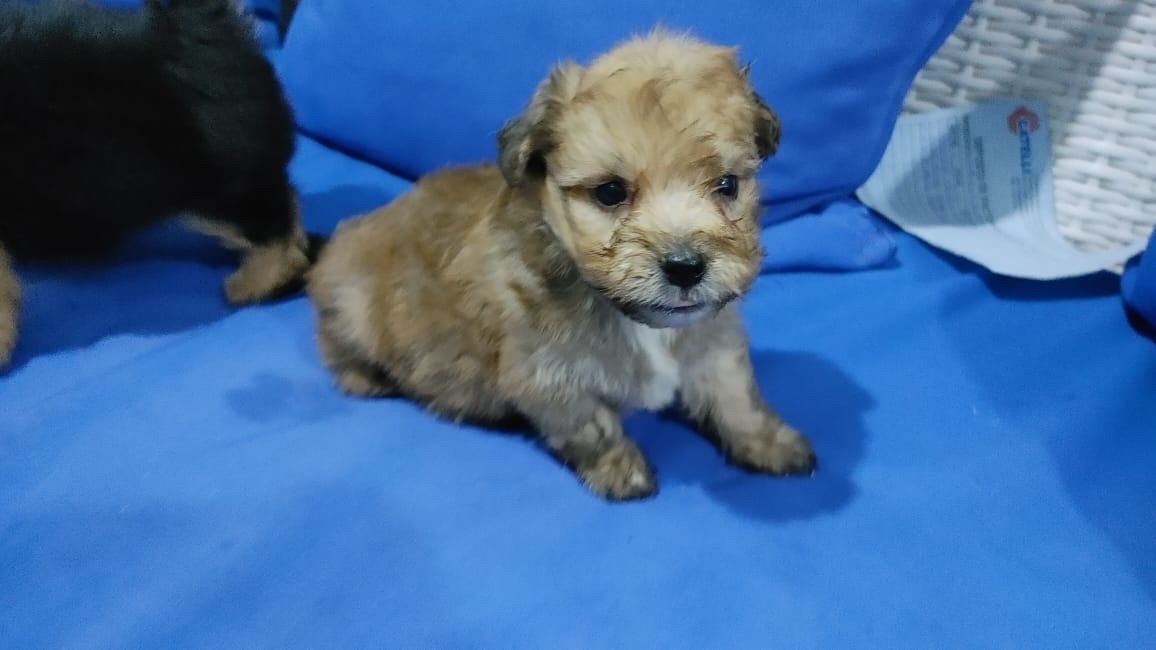 animales y mascotas - Cachorritos tiernos para tu hogar🐶❤️ 2