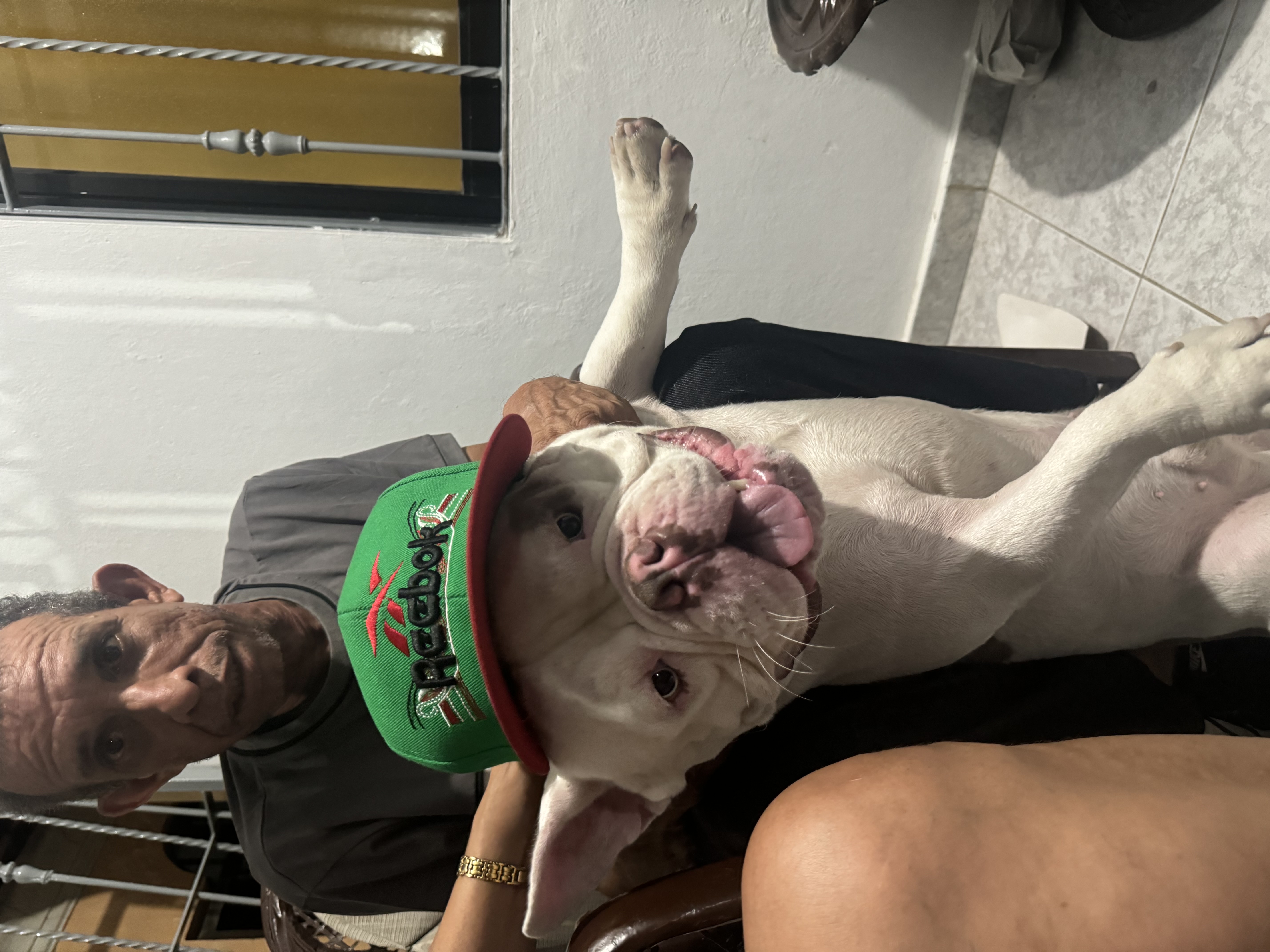 animales y mascotas - American Bully Macho busca Hembra  2