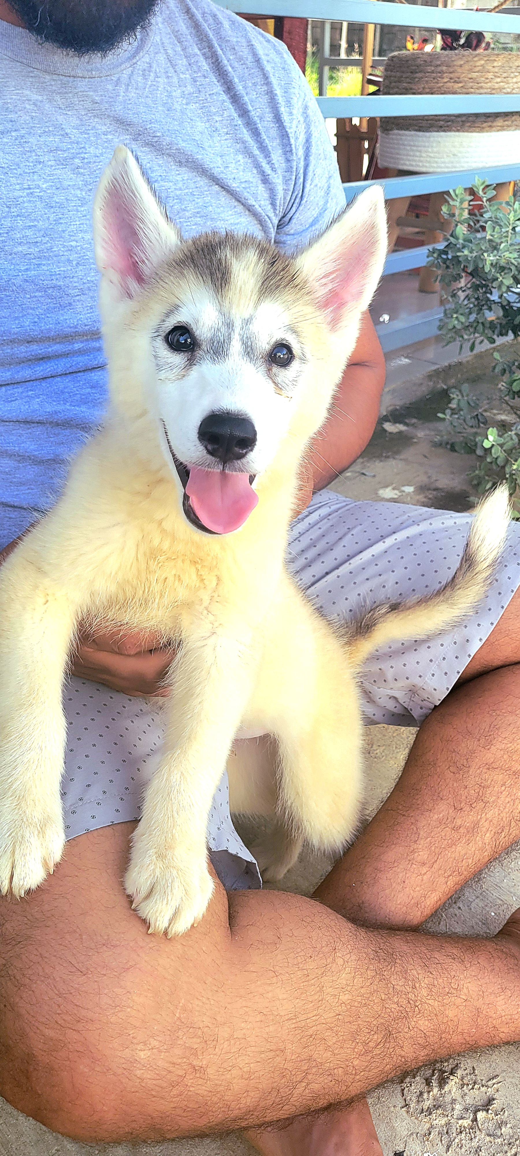 animales y mascotas - Husky Siveriano 2