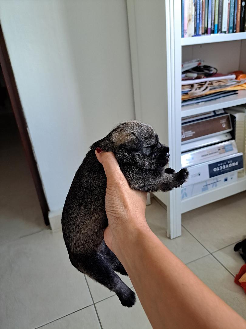 animales y mascotas - Cachorros Schnauzer, Machos y Hembras
Raza Pura 2