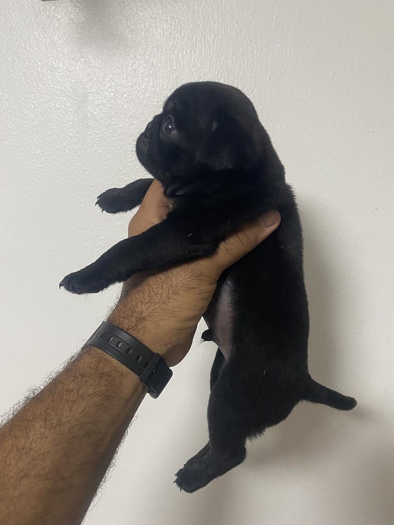 animales y mascotas - en Santiago cachorro de pug macho  1