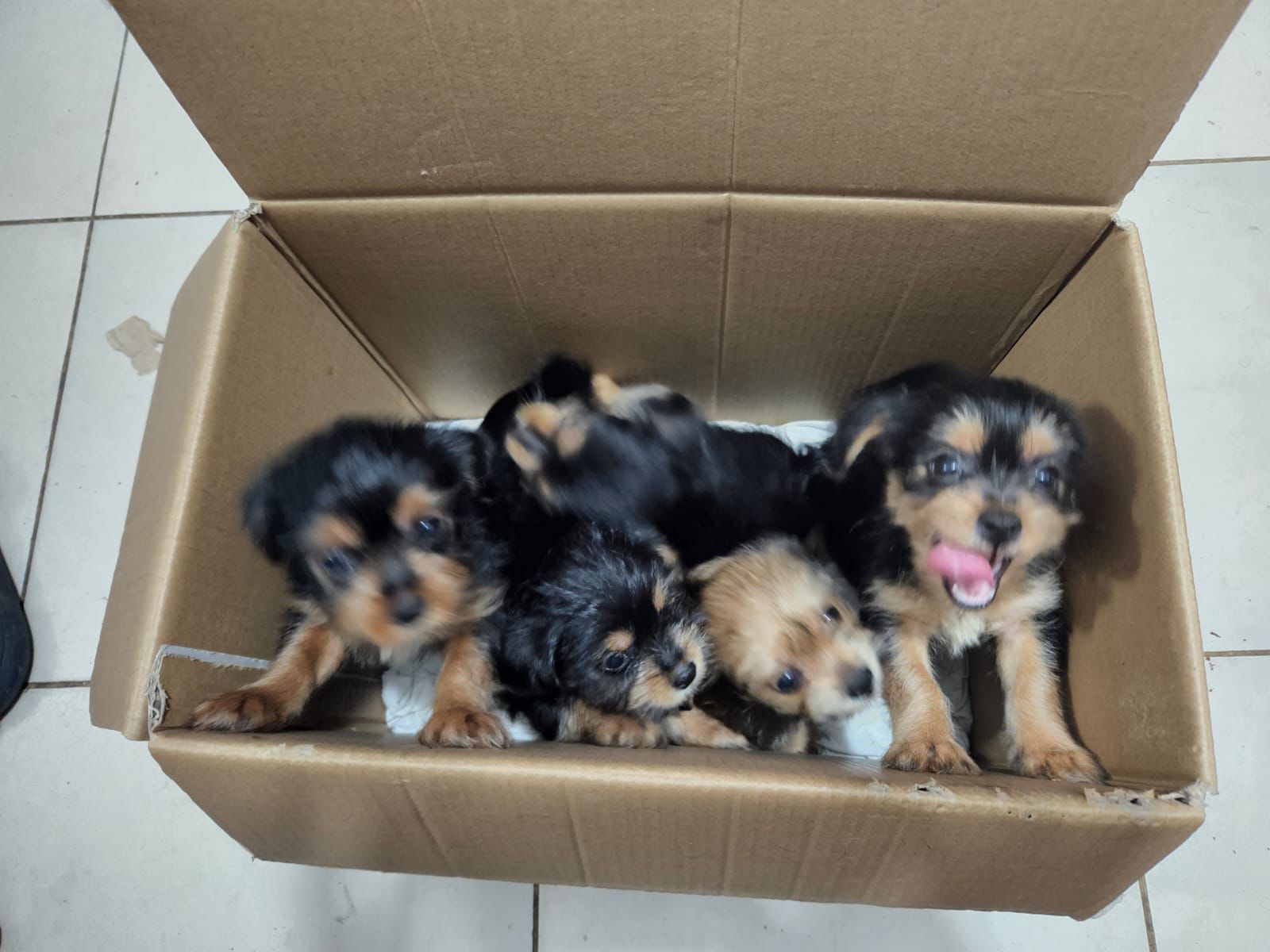 animales y mascotas - Perros Mix yorkie con Pekinés.