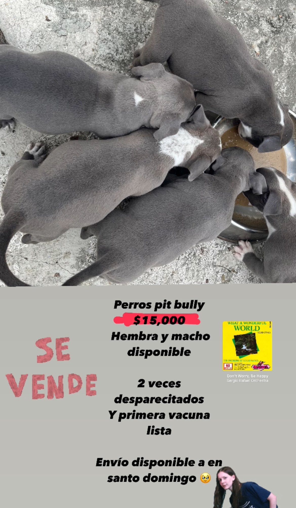 herramientas, jardines y exterior - Perro pit bully  5