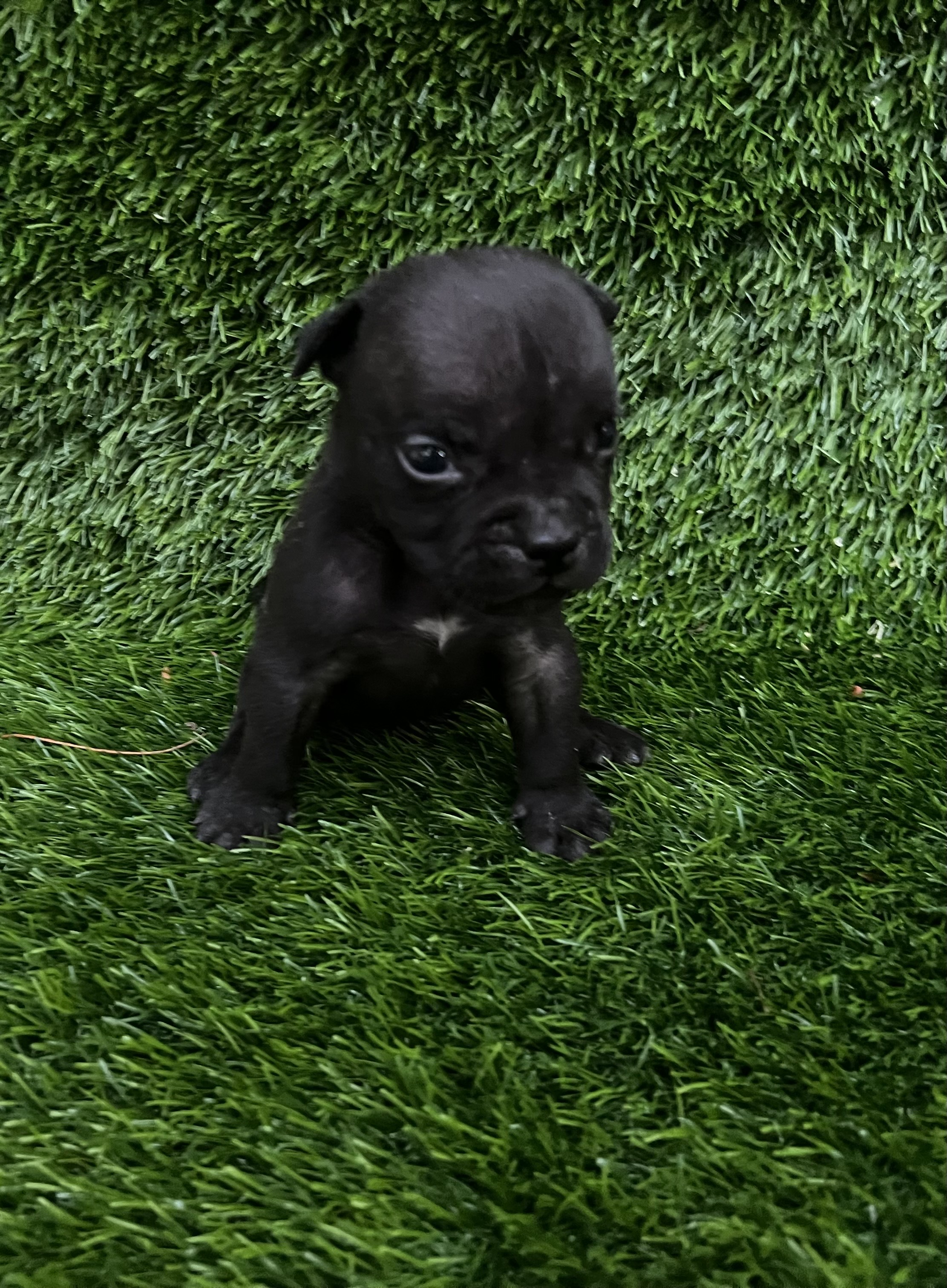 animales y mascotas - cachorros American bully  1