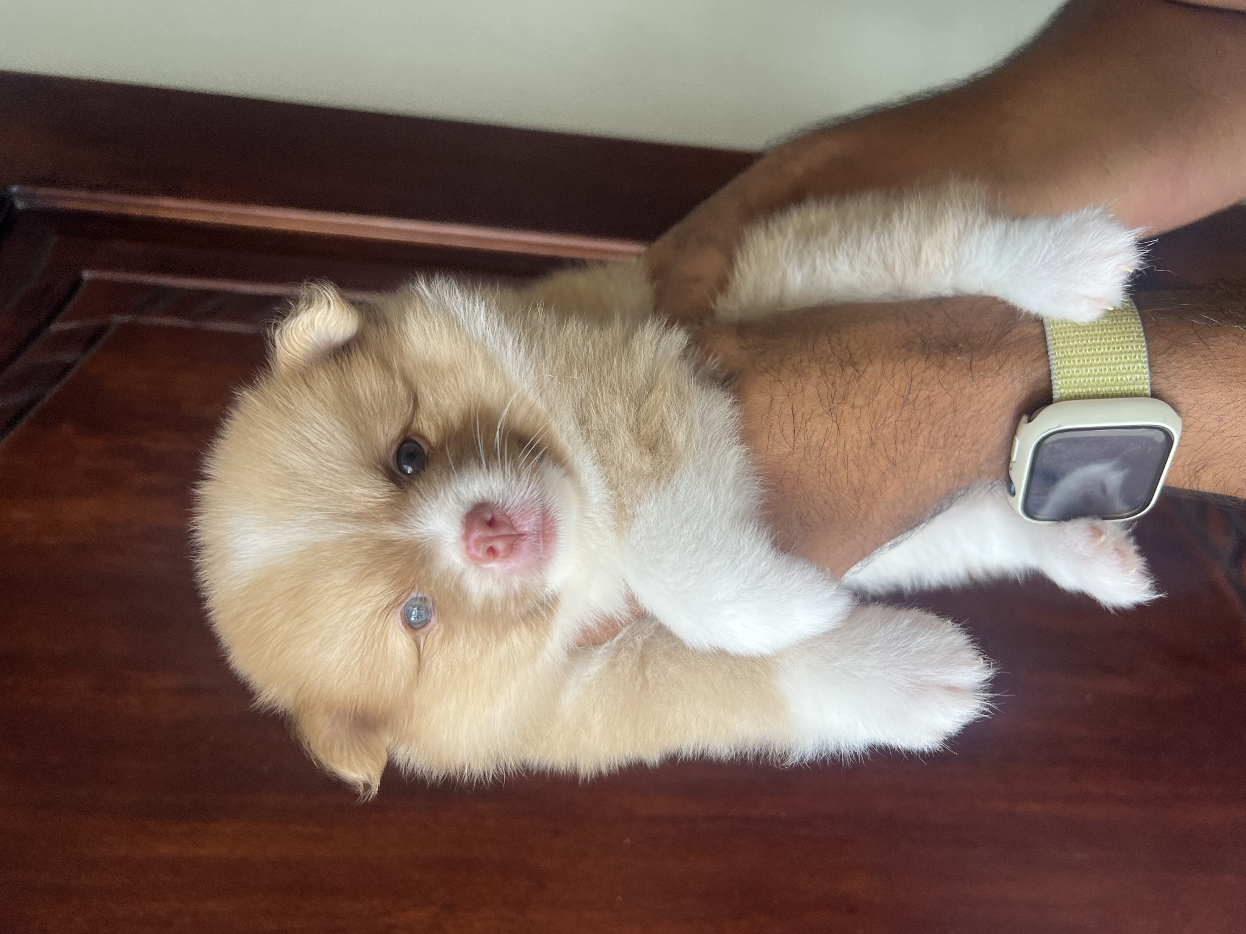 animales y mascotas - Pomerania  4