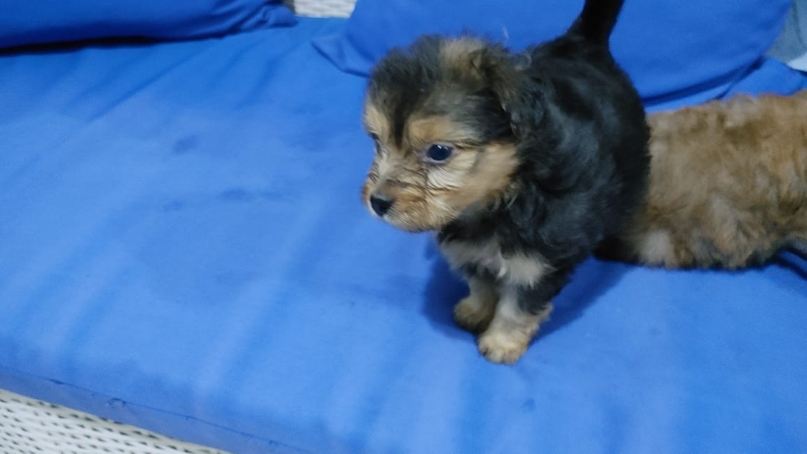 animales y mascotas - Cachorritos tiernos para tu hogar🐶❤️ 3