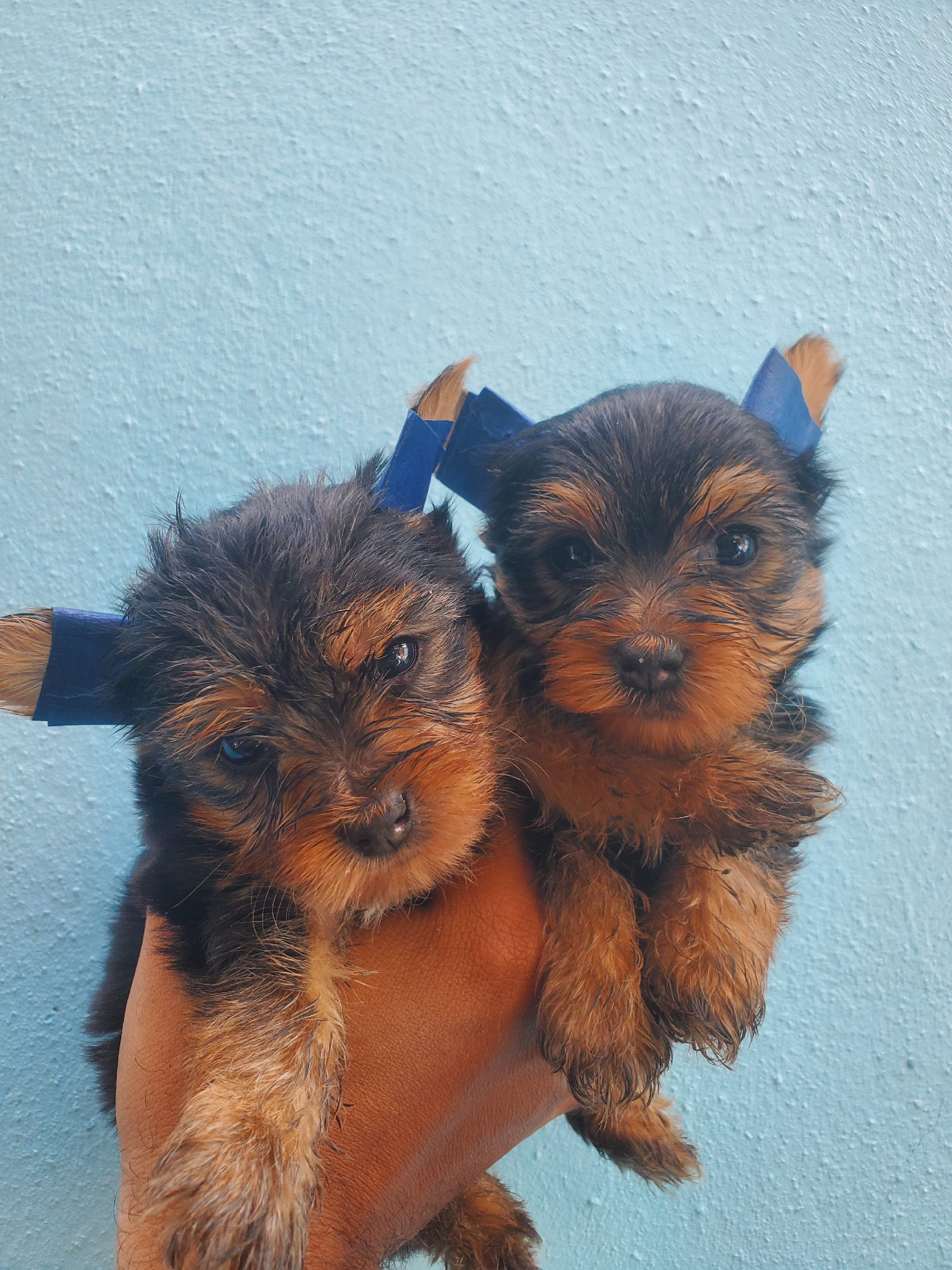 animales y mascotas - yorkie macho disponible todo al día  1