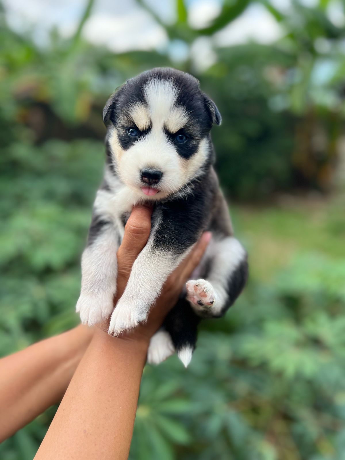 animales y mascotas - Cachorros kushye siveriano en venta  4