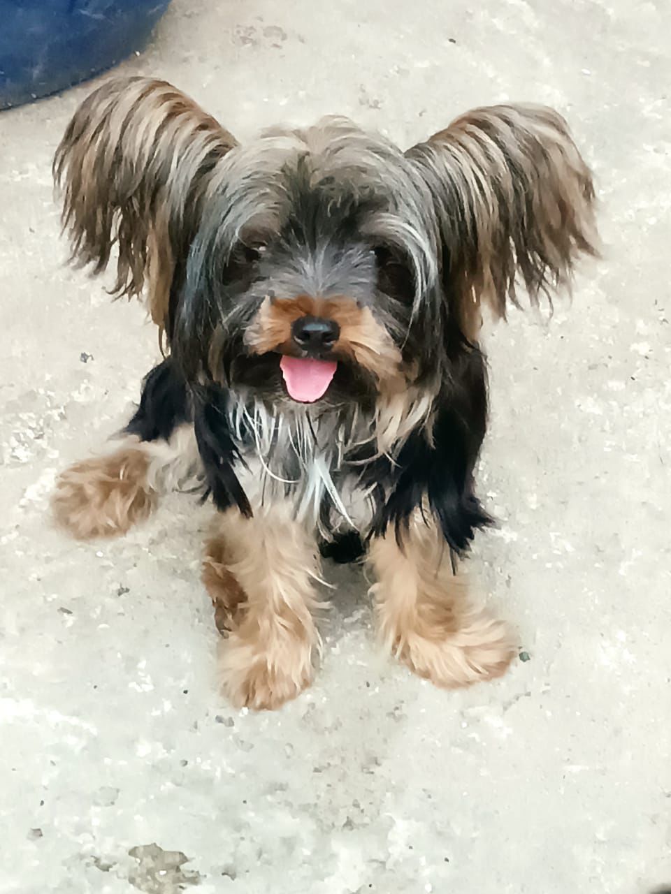 animales y mascotas - yorkie disponible para monta padrote  2