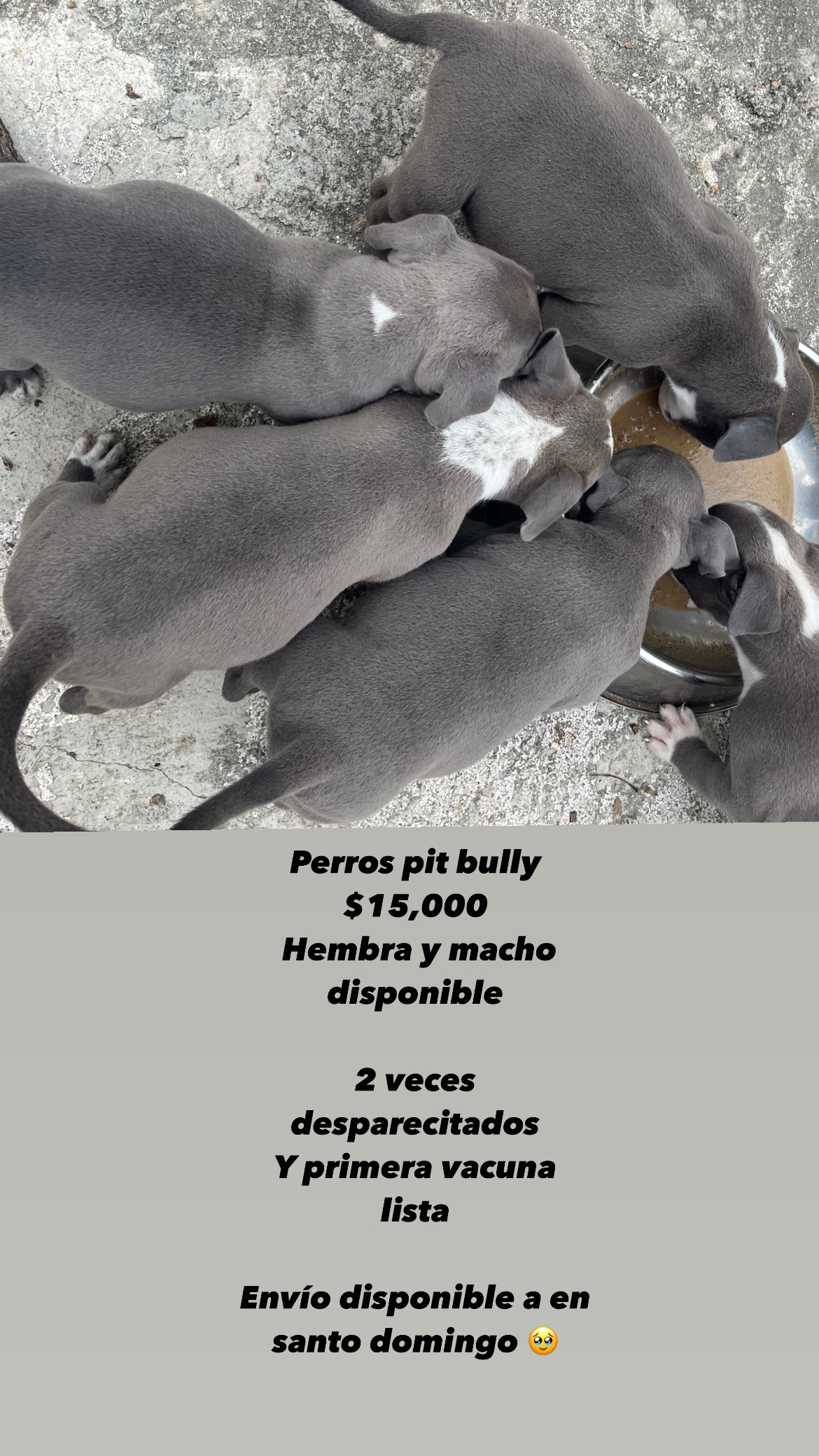 animales y mascotas - Perro pitbull  2