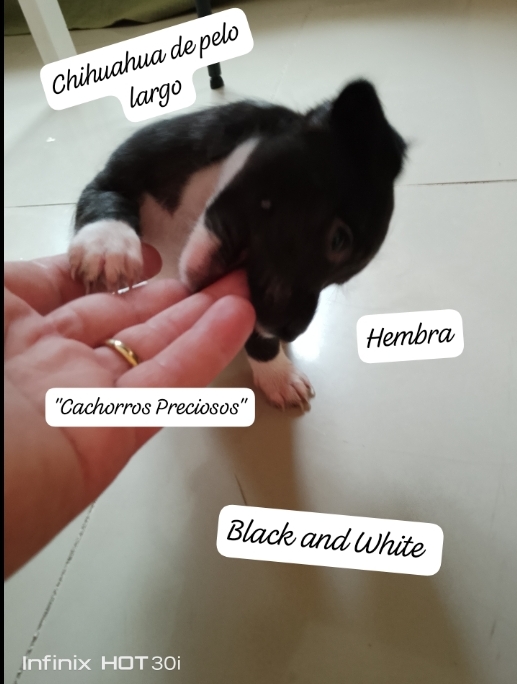 animales y mascotas - Chihuahua de pelo largo y pelo corto 1