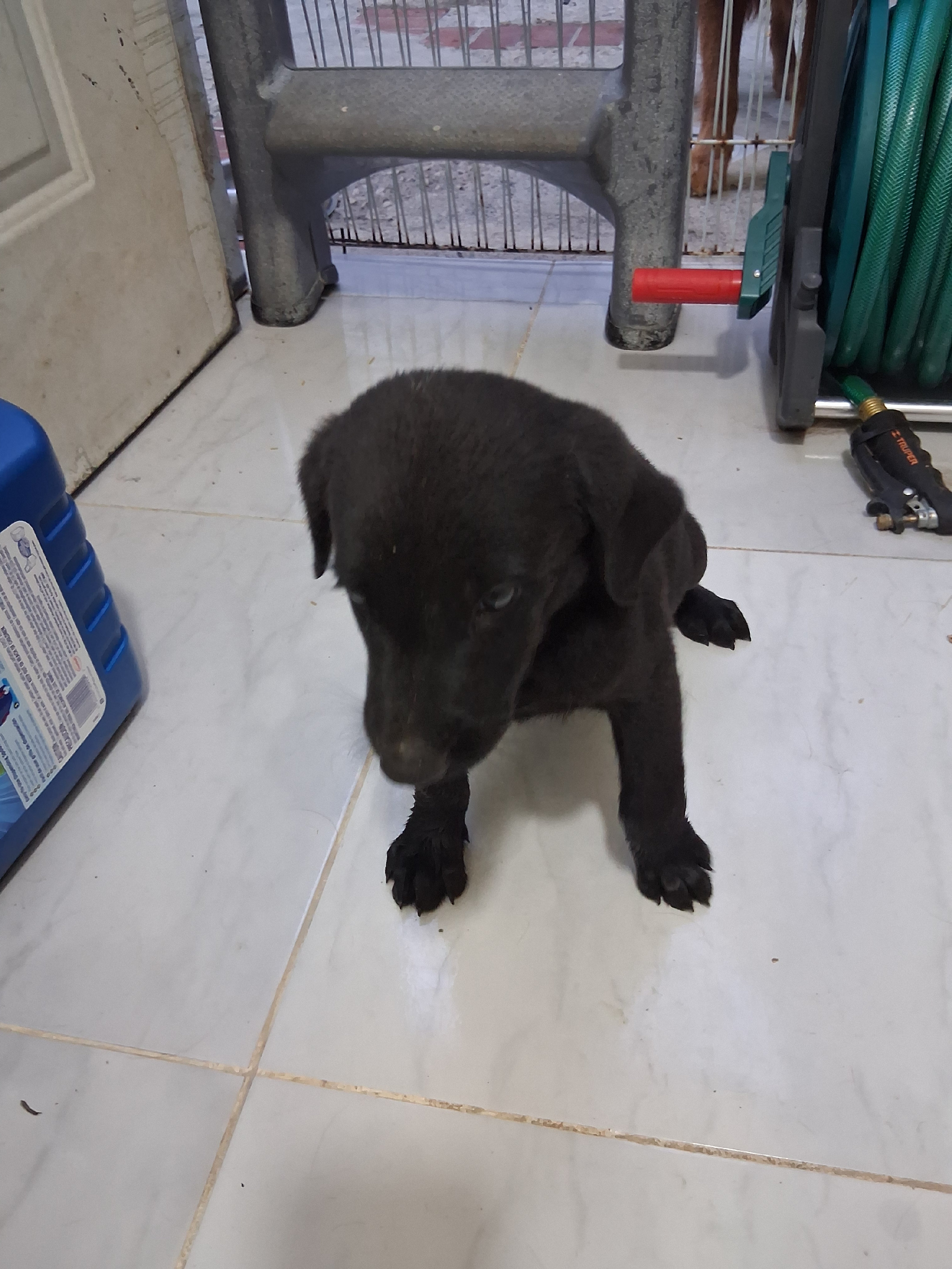 animales y mascotas - Oportunidad hermoso cachorro de madre golden  retriever y padre bordes collie 6