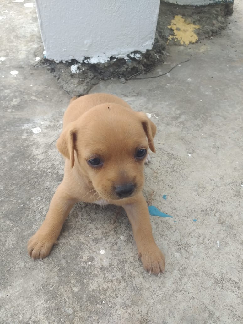 animales y mascotas - Chihuahua 0