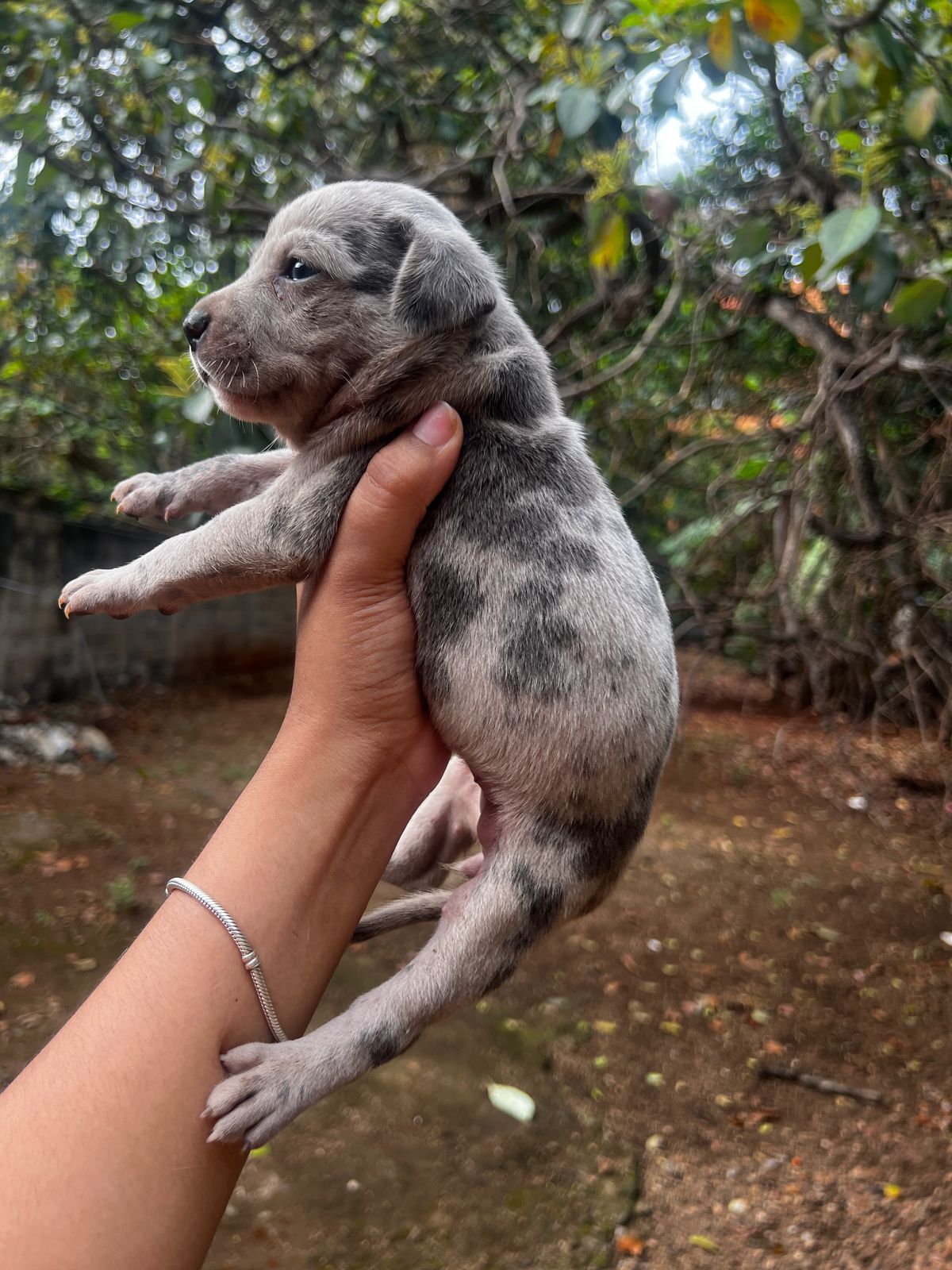 animales y mascotas - Pitbull  2