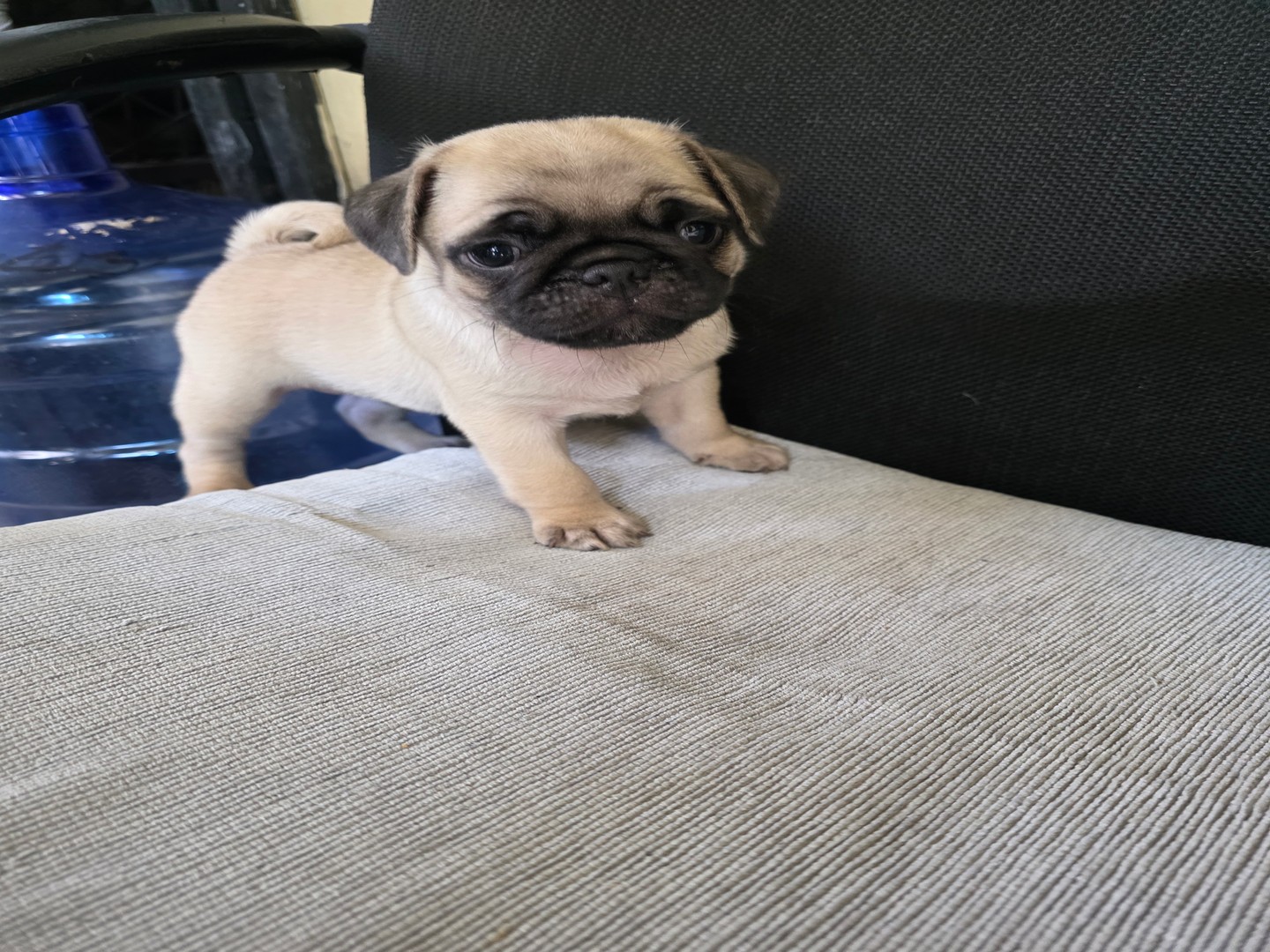 animales y mascotas - Pug Macho y Hembra Listos para Entrega 1