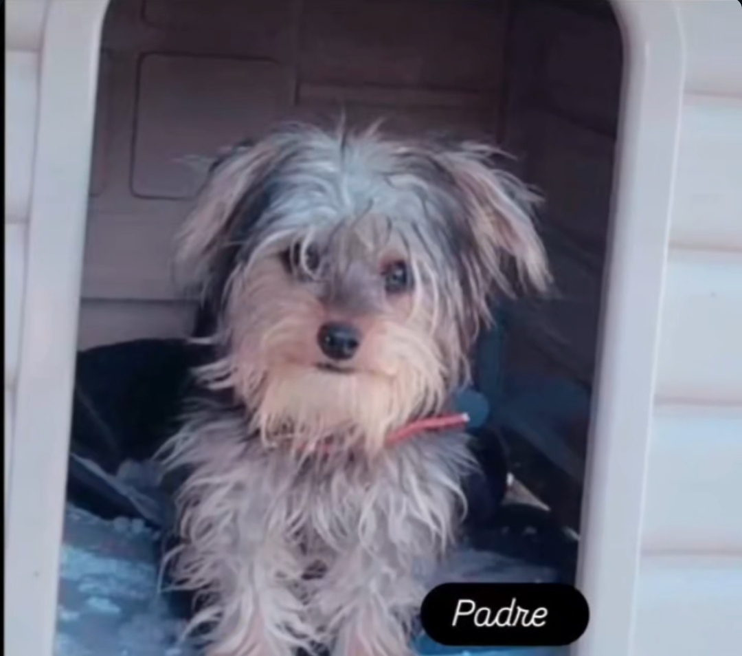 animales y mascotas - YORKIE MIX,,  disponible, ( varón ) fotos de la madre y el padre, negociable.  5