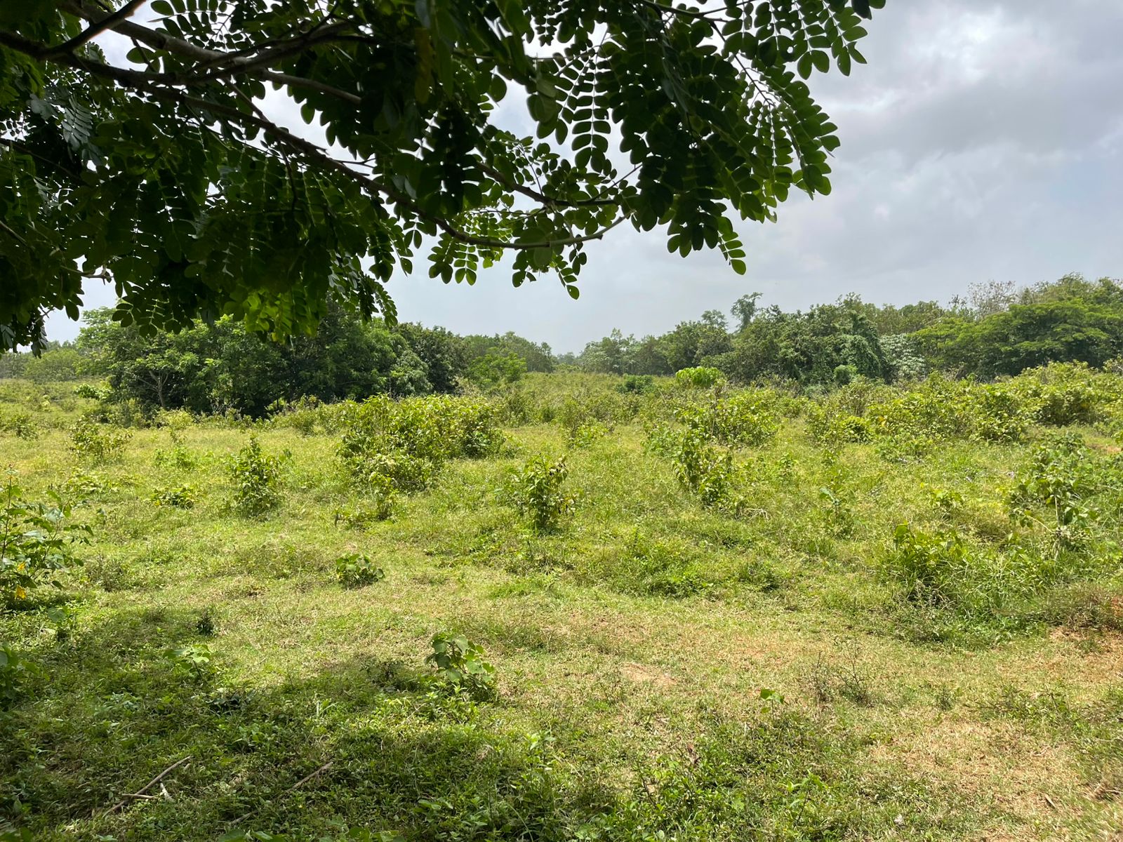 solares y terrenos - Finca de 2,500 tareas en Santo Domingo Norte, a la Orilla de la Carretera 7