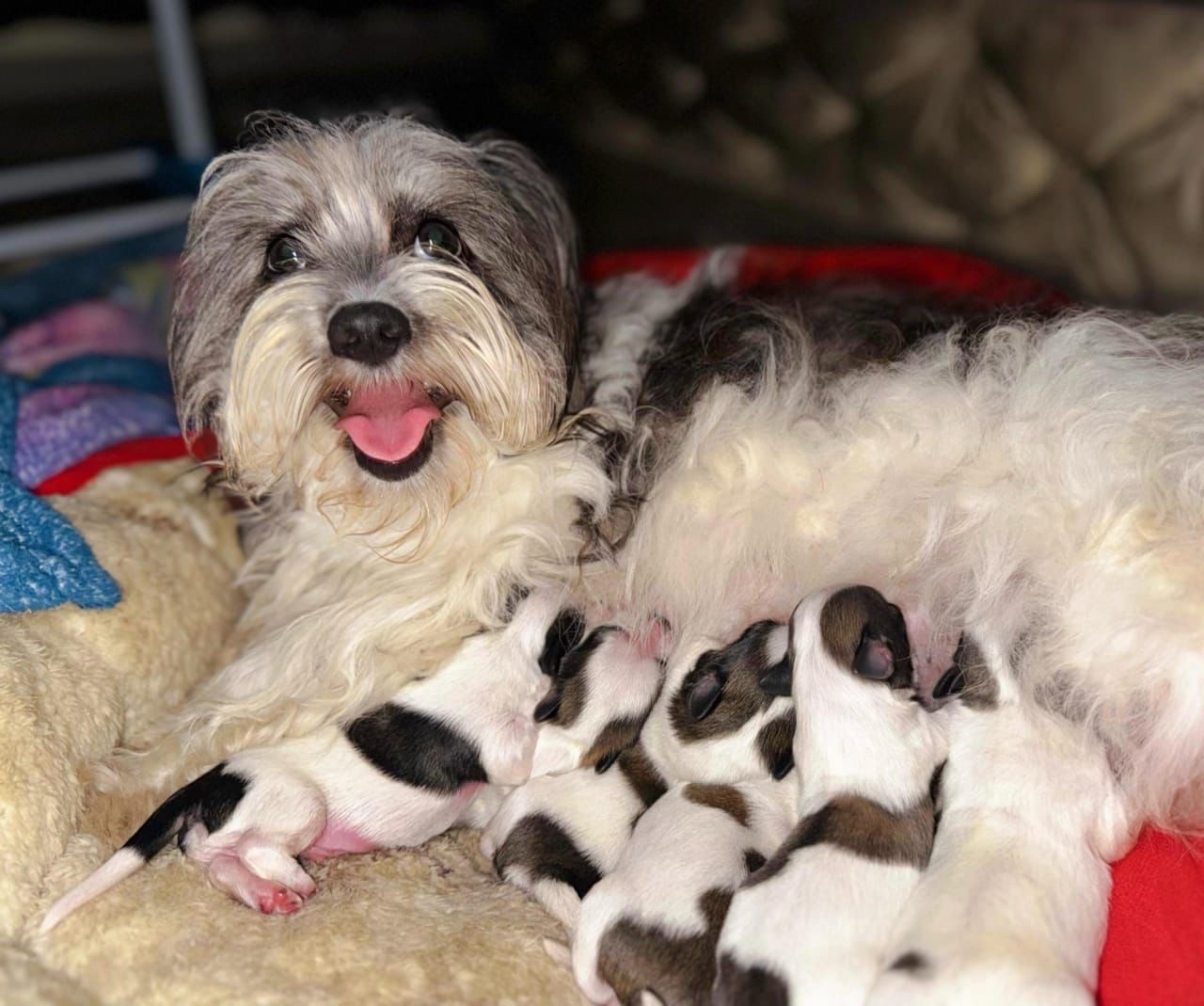 animales y mascotas - Shipoo puros  2