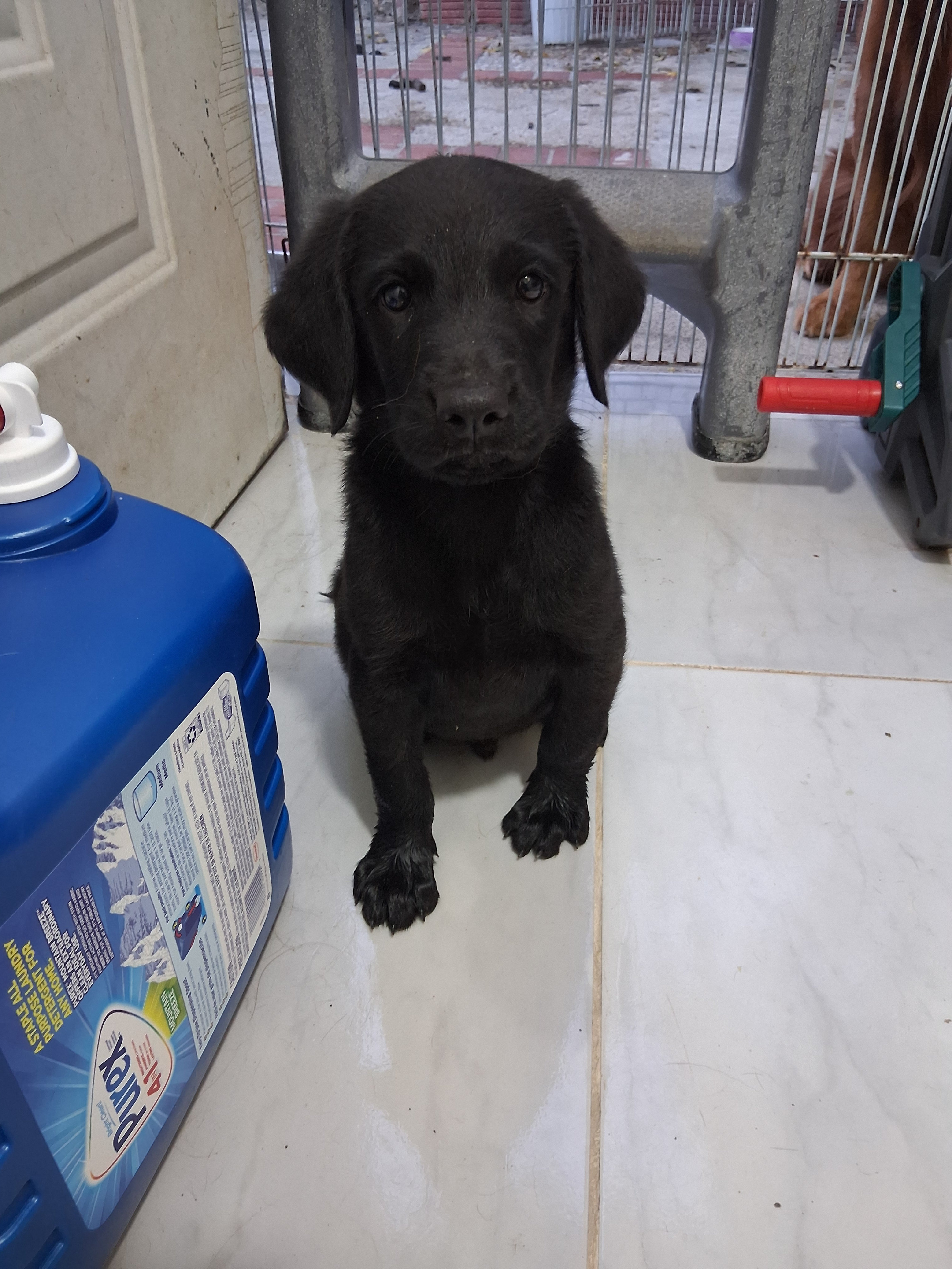 animales y mascotas - Oportunidad hermoso cachorro de madre golden  retriever y padre bordes collie 4