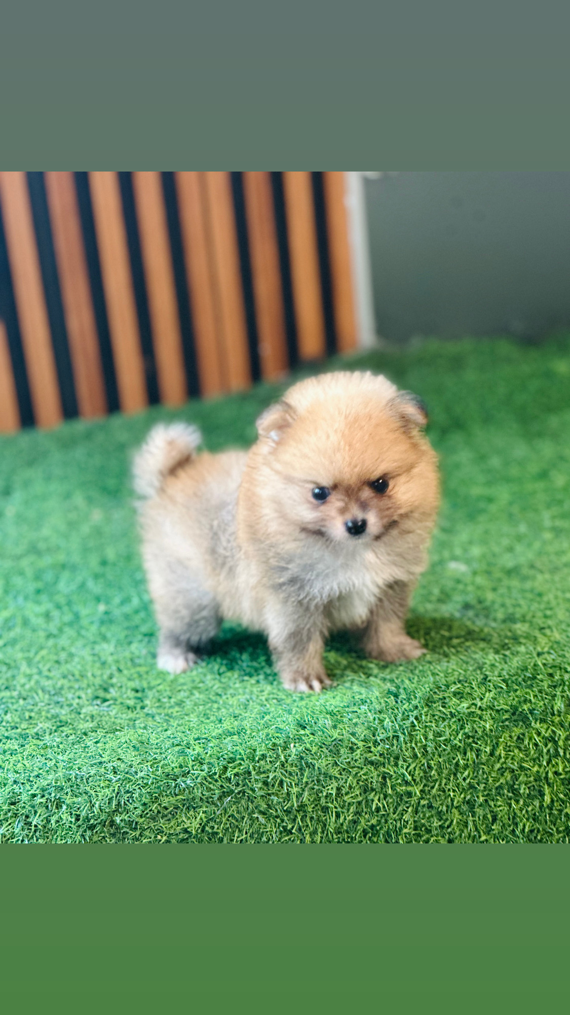 animales y mascotas - Pomerania  0