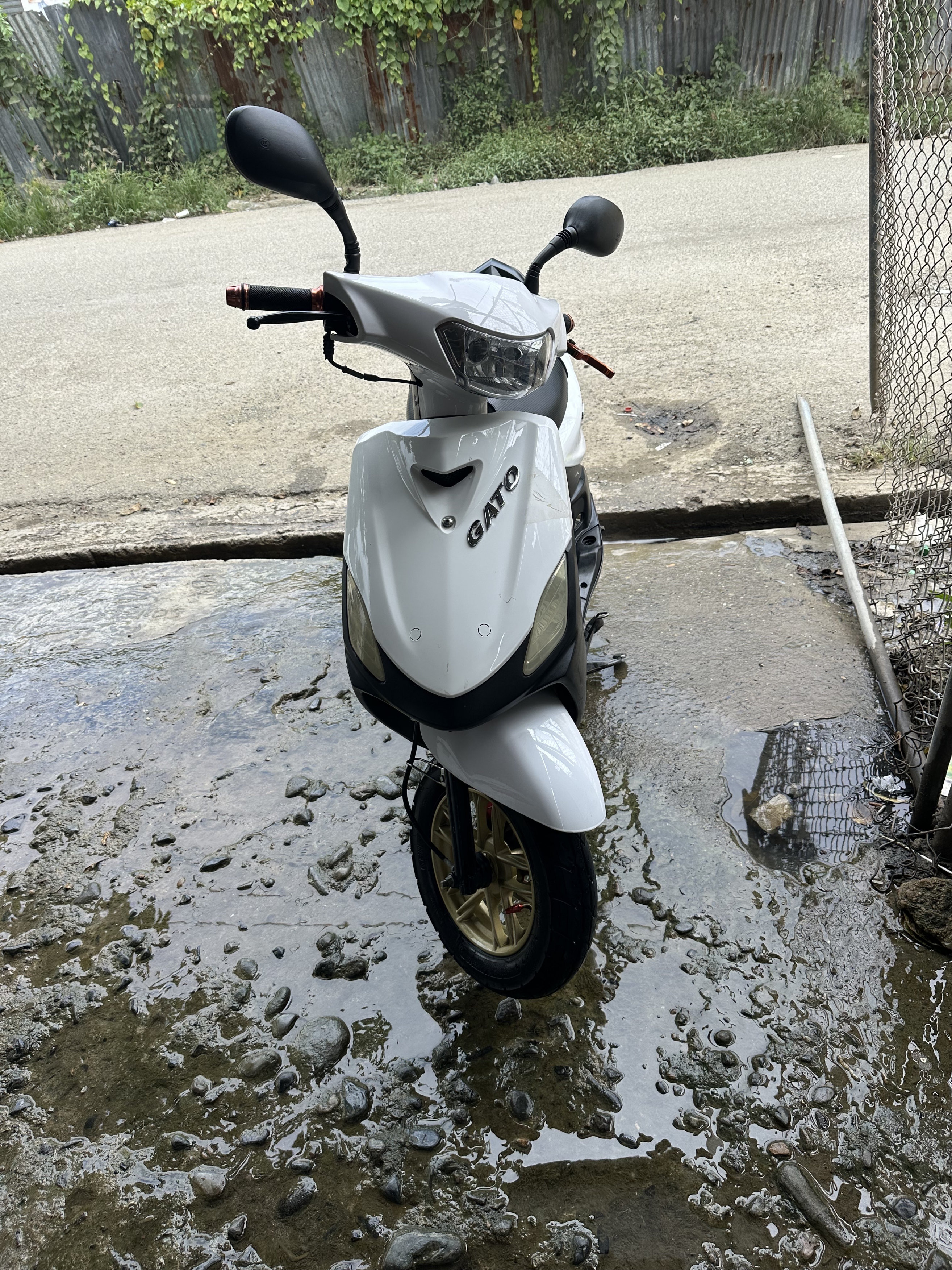 motores y pasolas - PASOLA GATO 2023 SPORT  1
