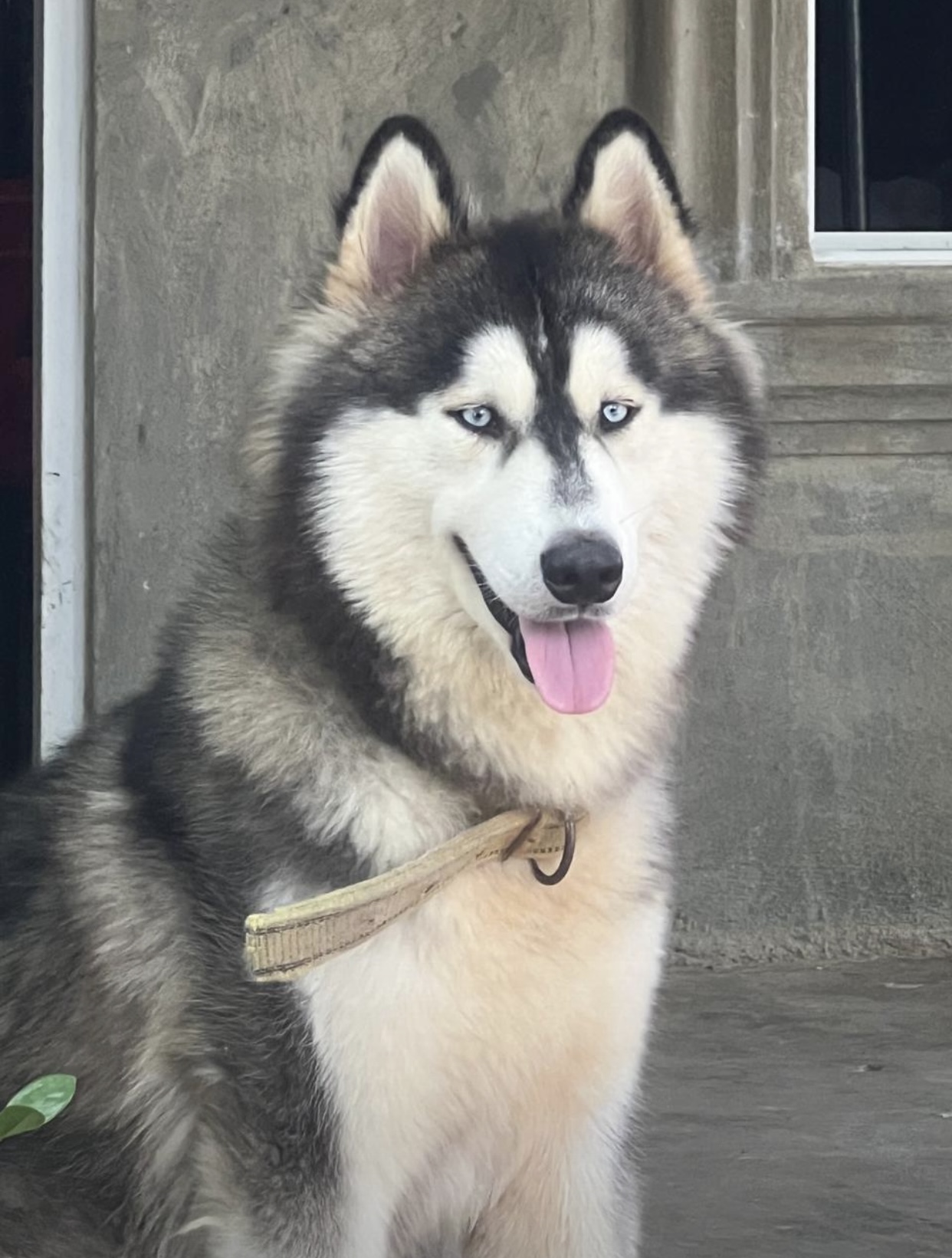 animales y mascotas - Cachorros kushye siveriano en venta  2