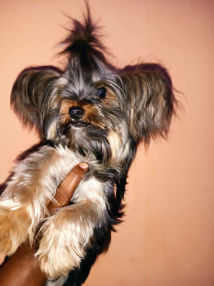 animales y mascotas - yorkie disponible para monta padrote  0