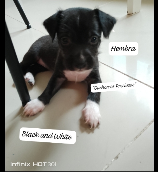 animales y mascotas - Chihuahua de pelo largo y pelo corto