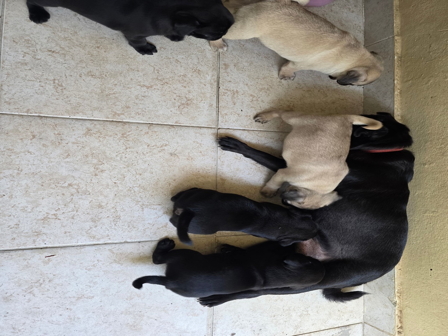 animales y mascotas - Pug Macho y Hembra Listos para Entrega 2