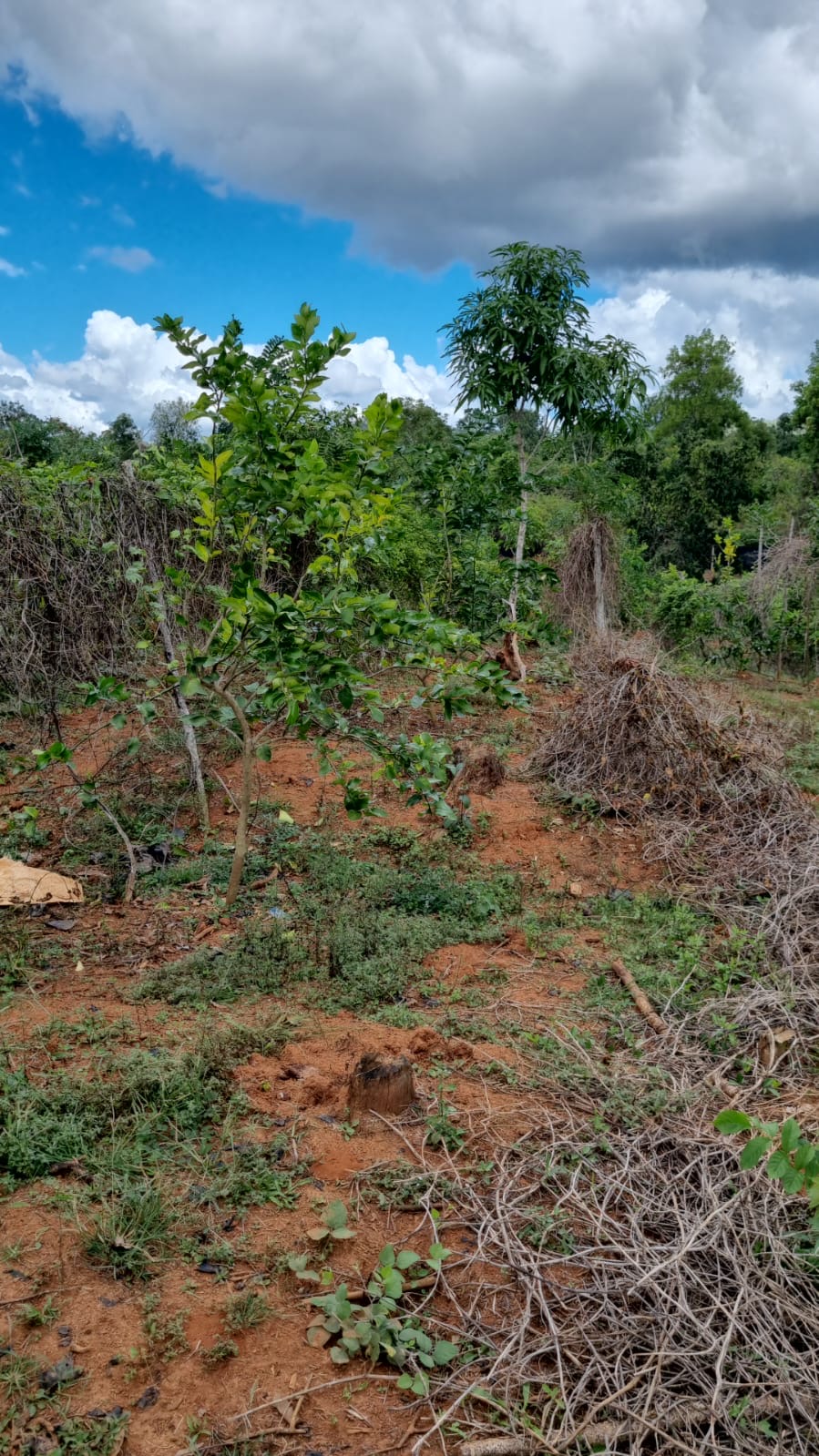 solares y terrenos - VENDO 1 FINCA EN “DON JUAN” PROVINCIA MONTE PLATA 0