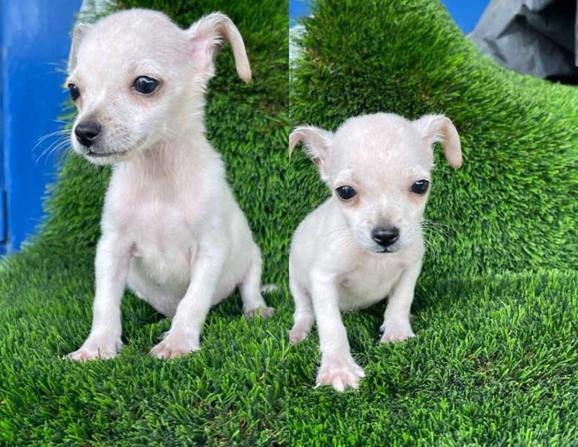 animales y mascotas - Chihuahua #1 macho 0