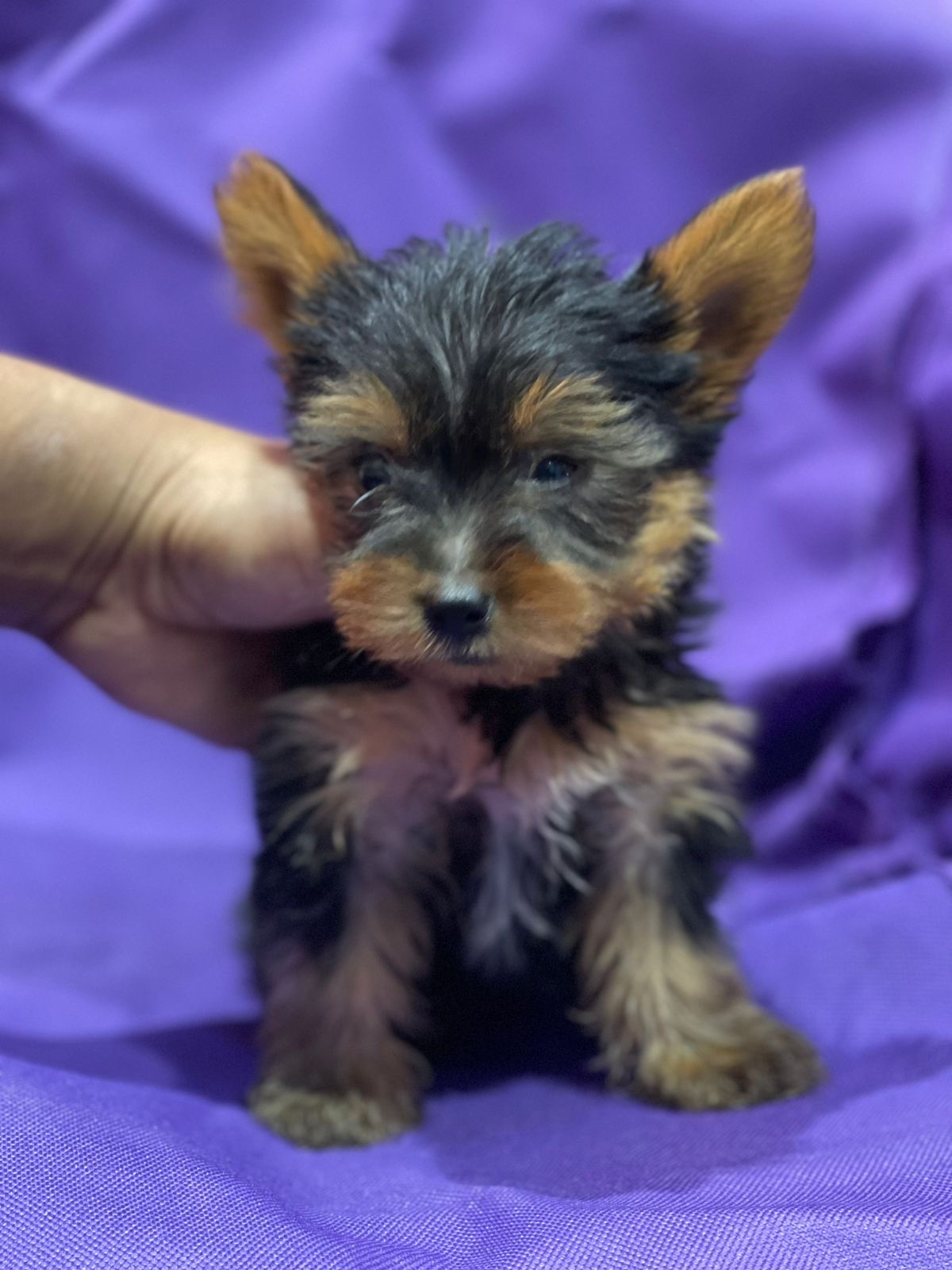 animales y mascotas - Yorkie 