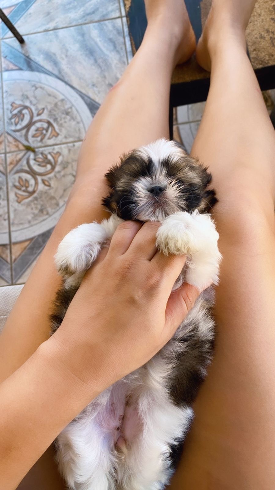 animales y mascotas - Cachorro shih tzu macho  0