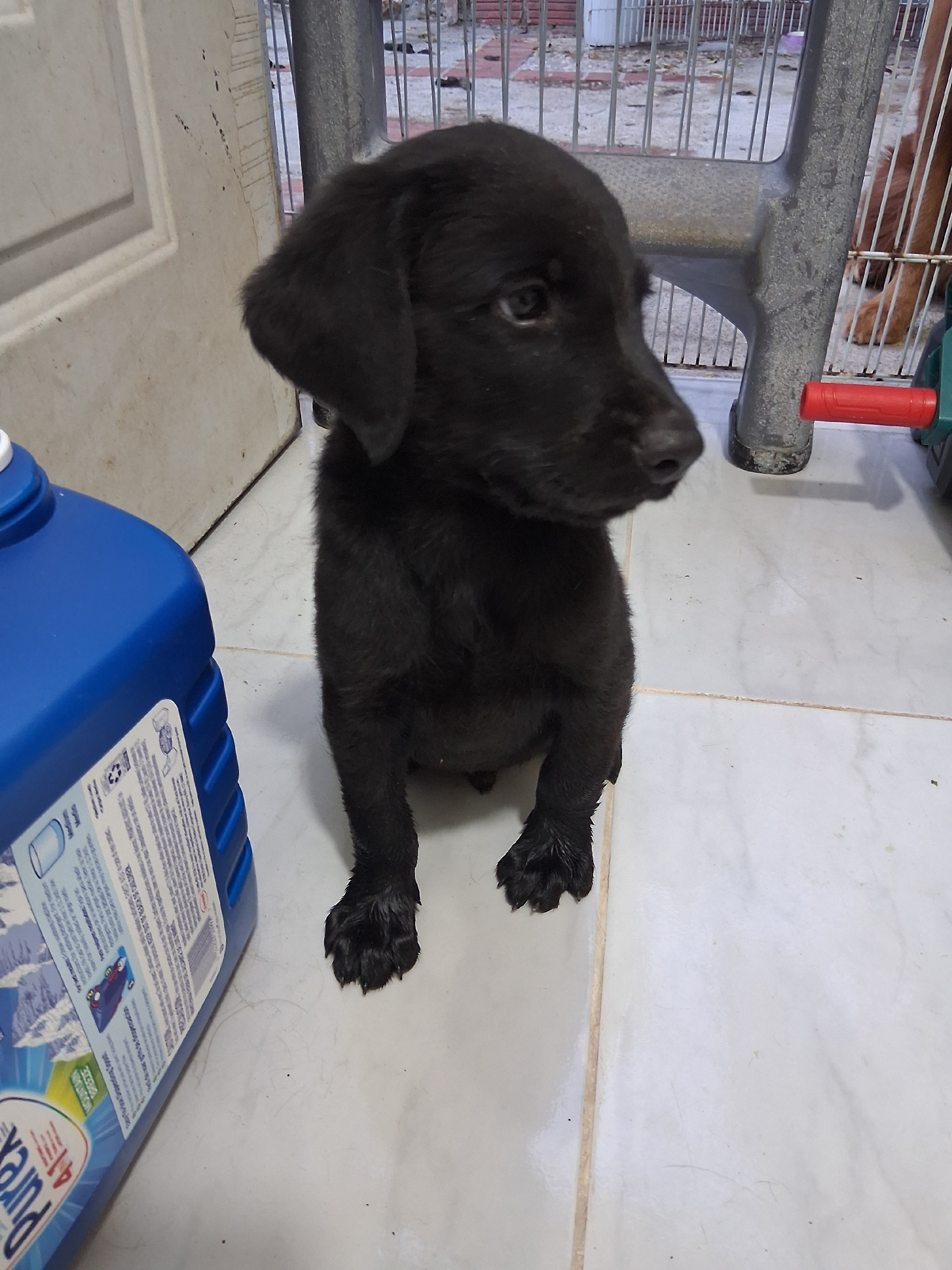 animales y mascotas - Oportunidad hermoso cachorro de madre golden  retriever y padre bordes collie 5