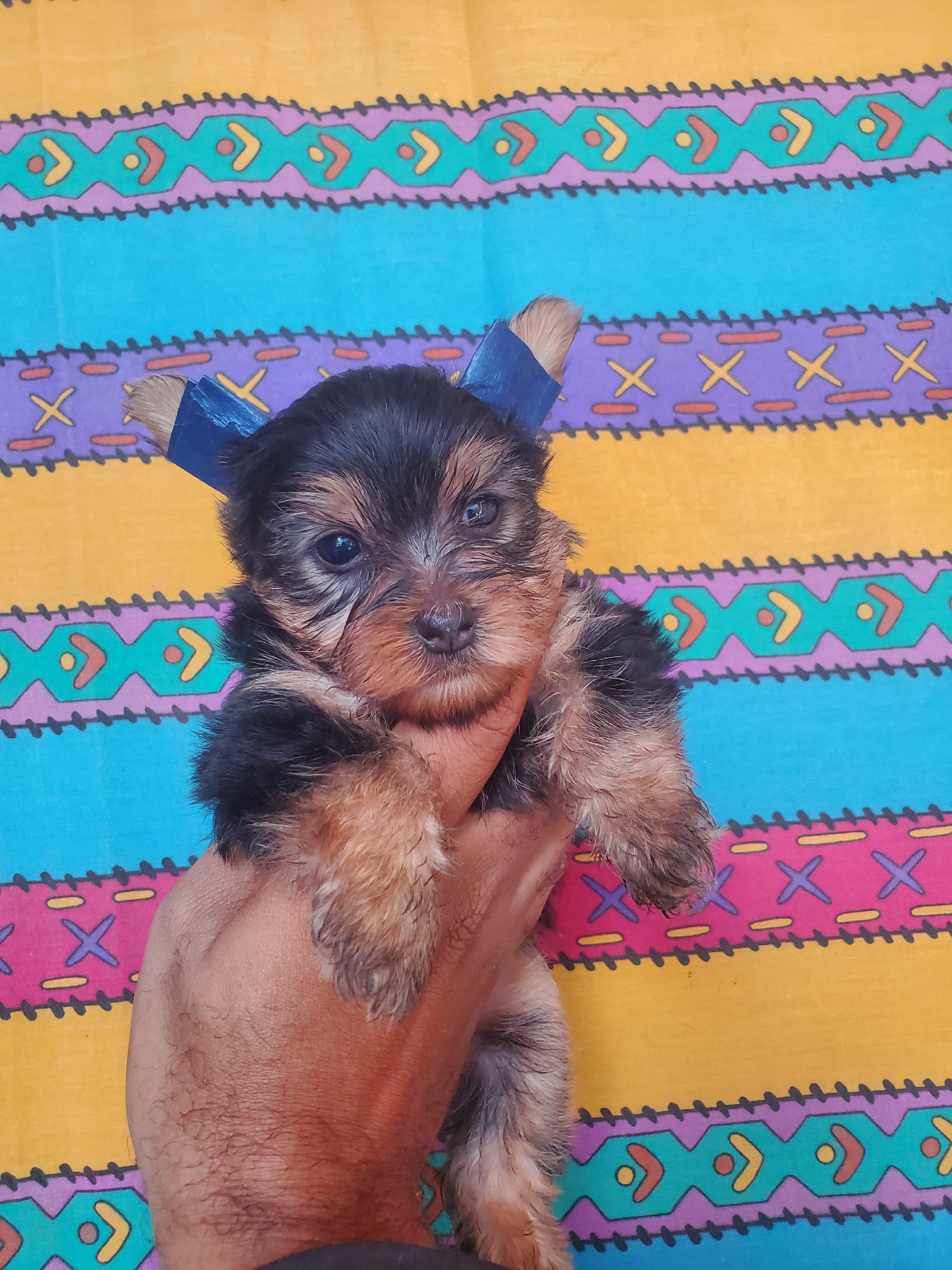 animales y mascotas - yorkie macho disponible todo al día 